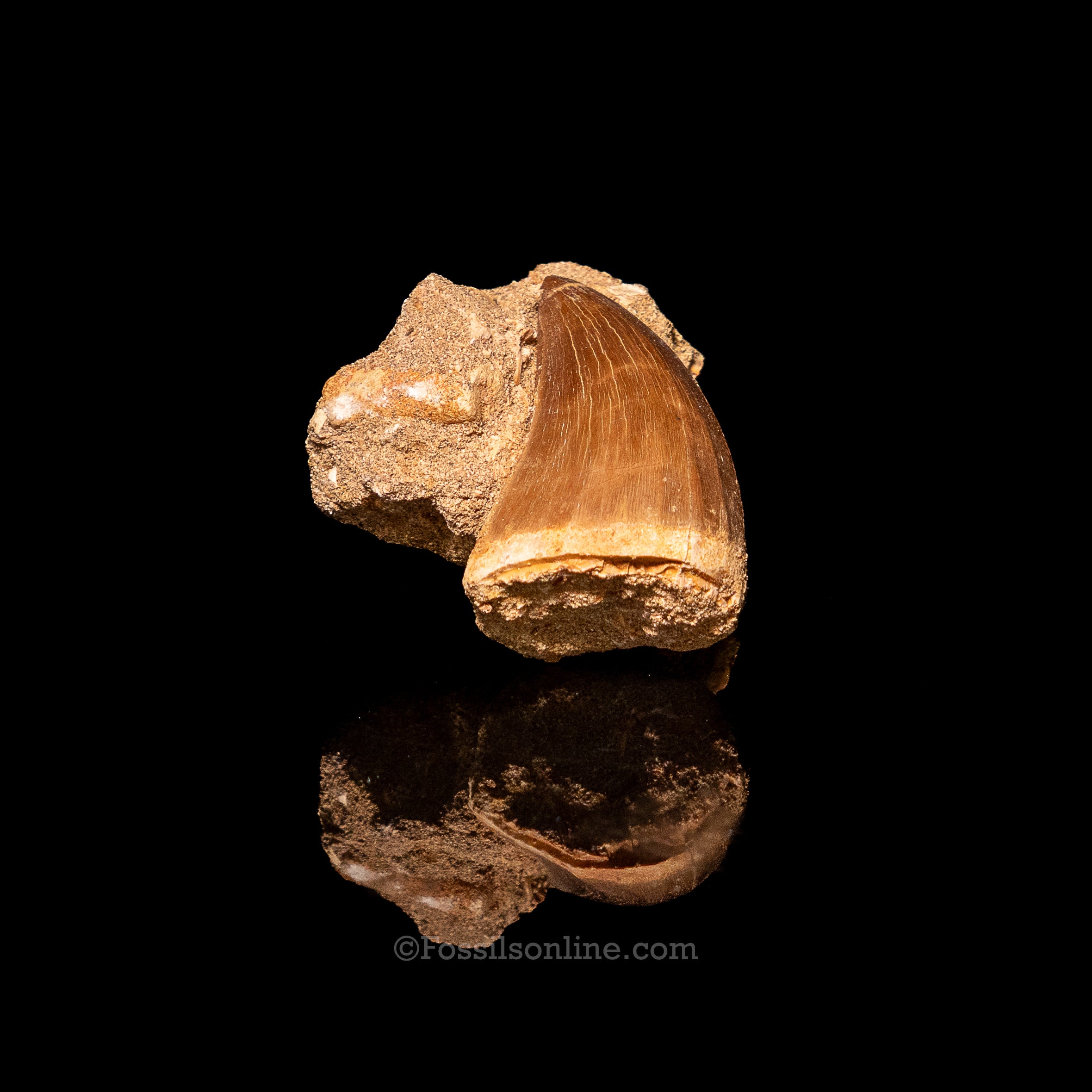 Mosasaurus Tooth in Matrix 2.39"