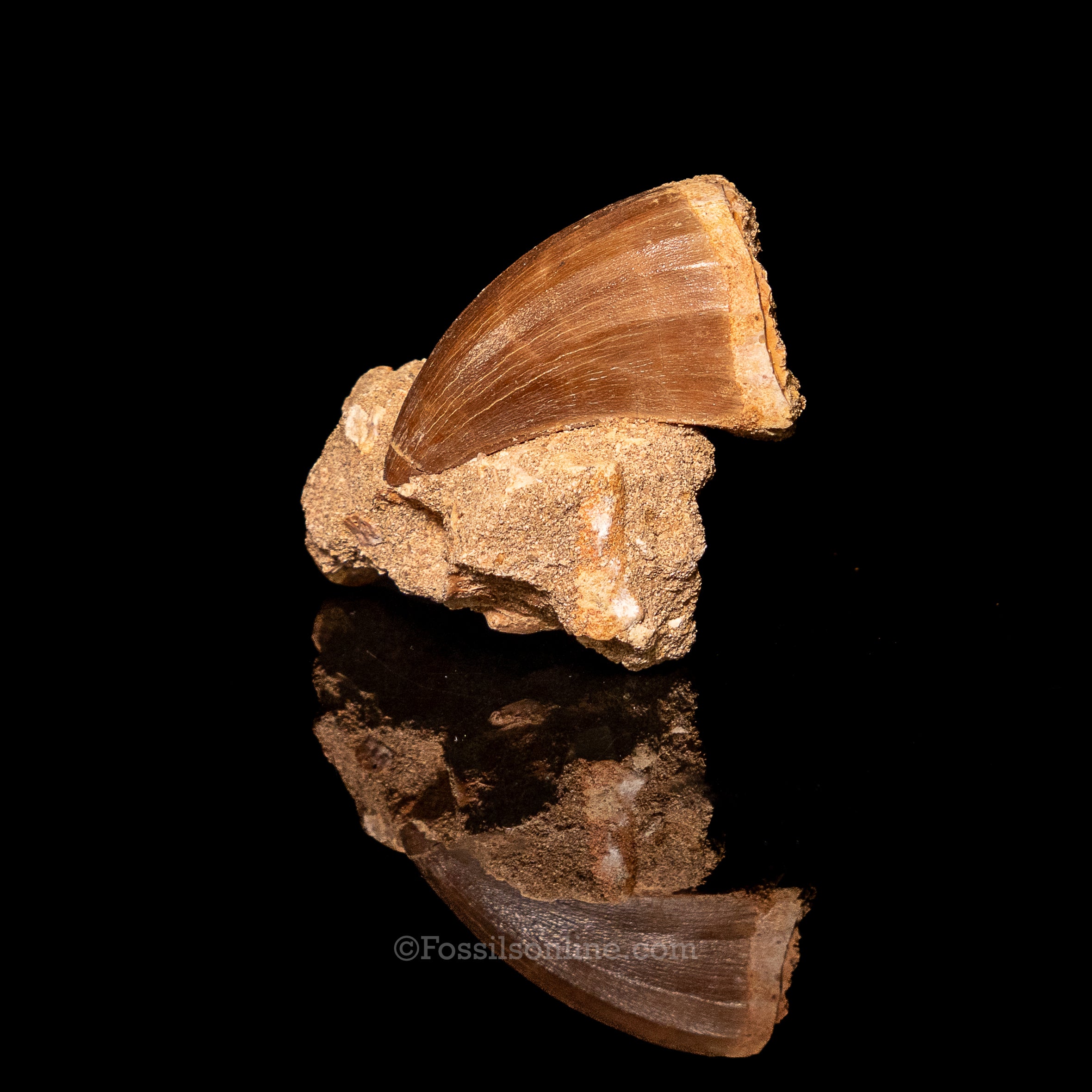 Mosasaurus Tooth in Matrix 2.39"