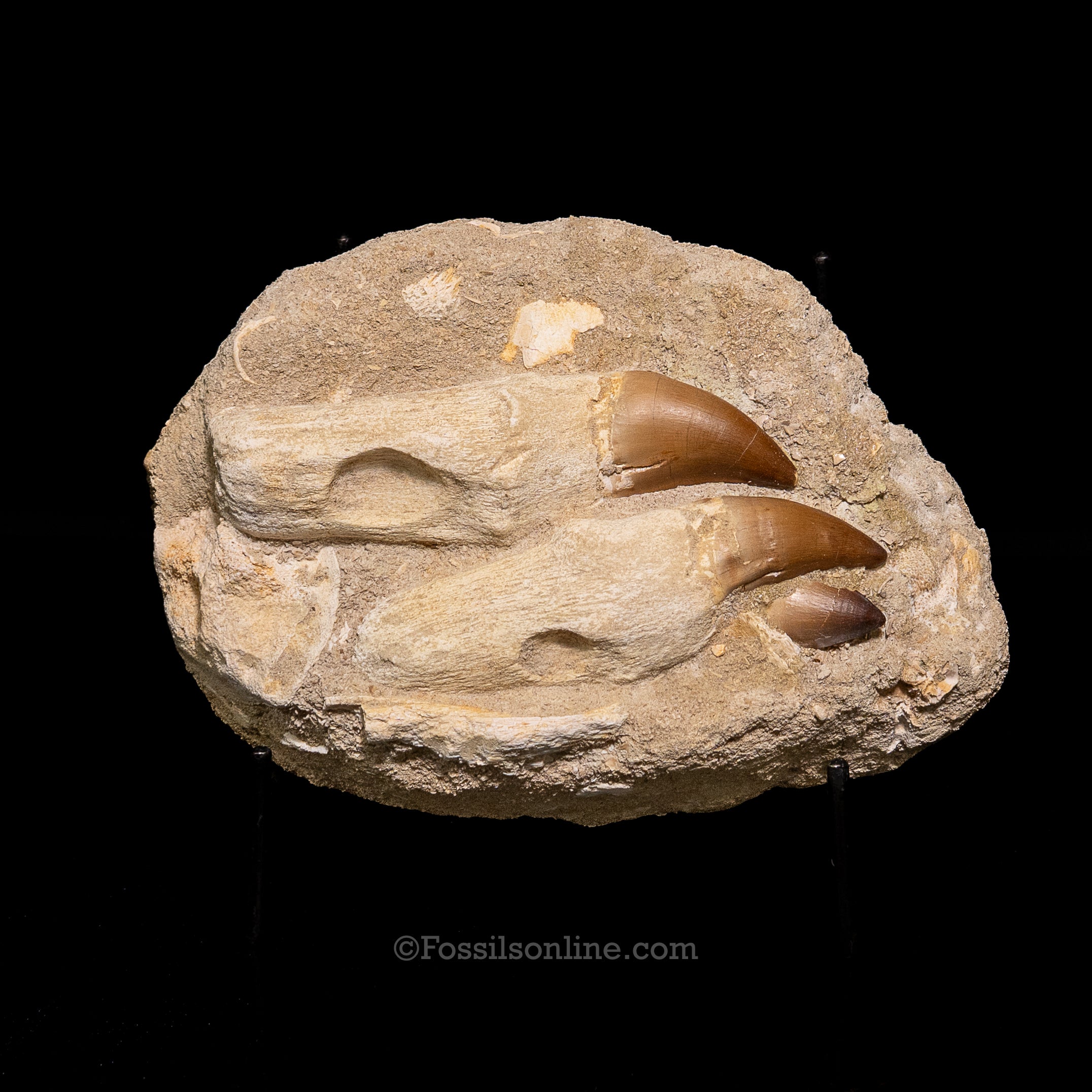 Mosasaurus Teeth in Matrix