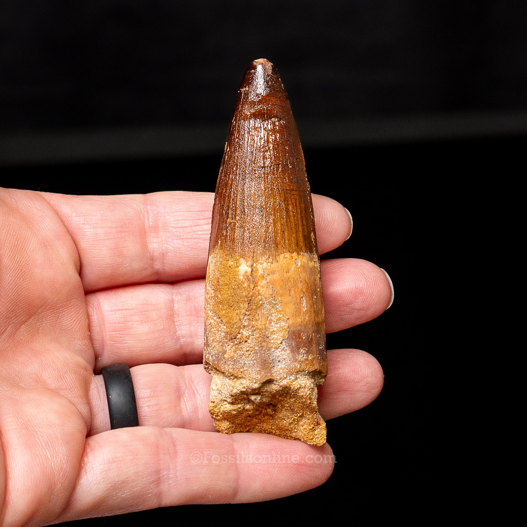 Spinosaurus Dinosaur Tooth 2.6"