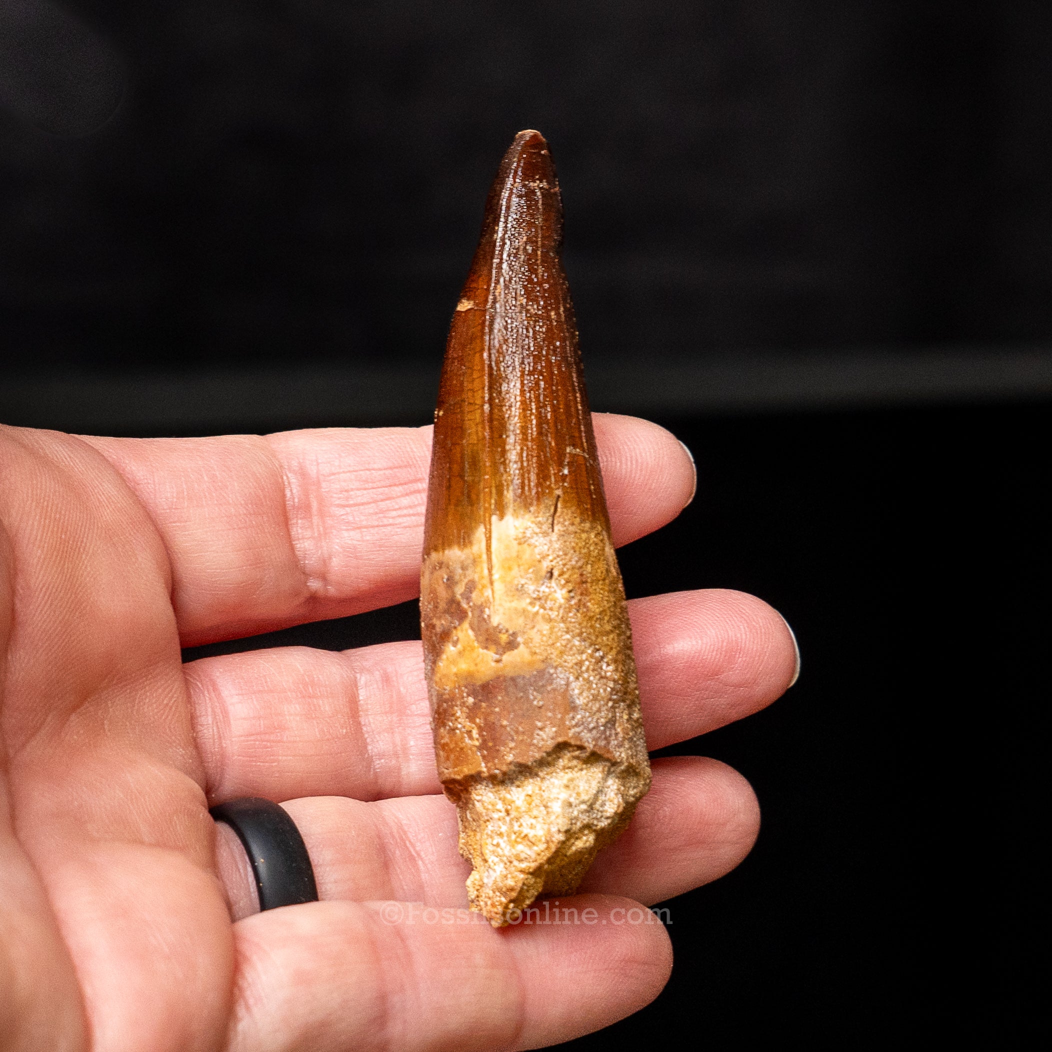 Spinosaurus Dinosaur Tooth 2.6"