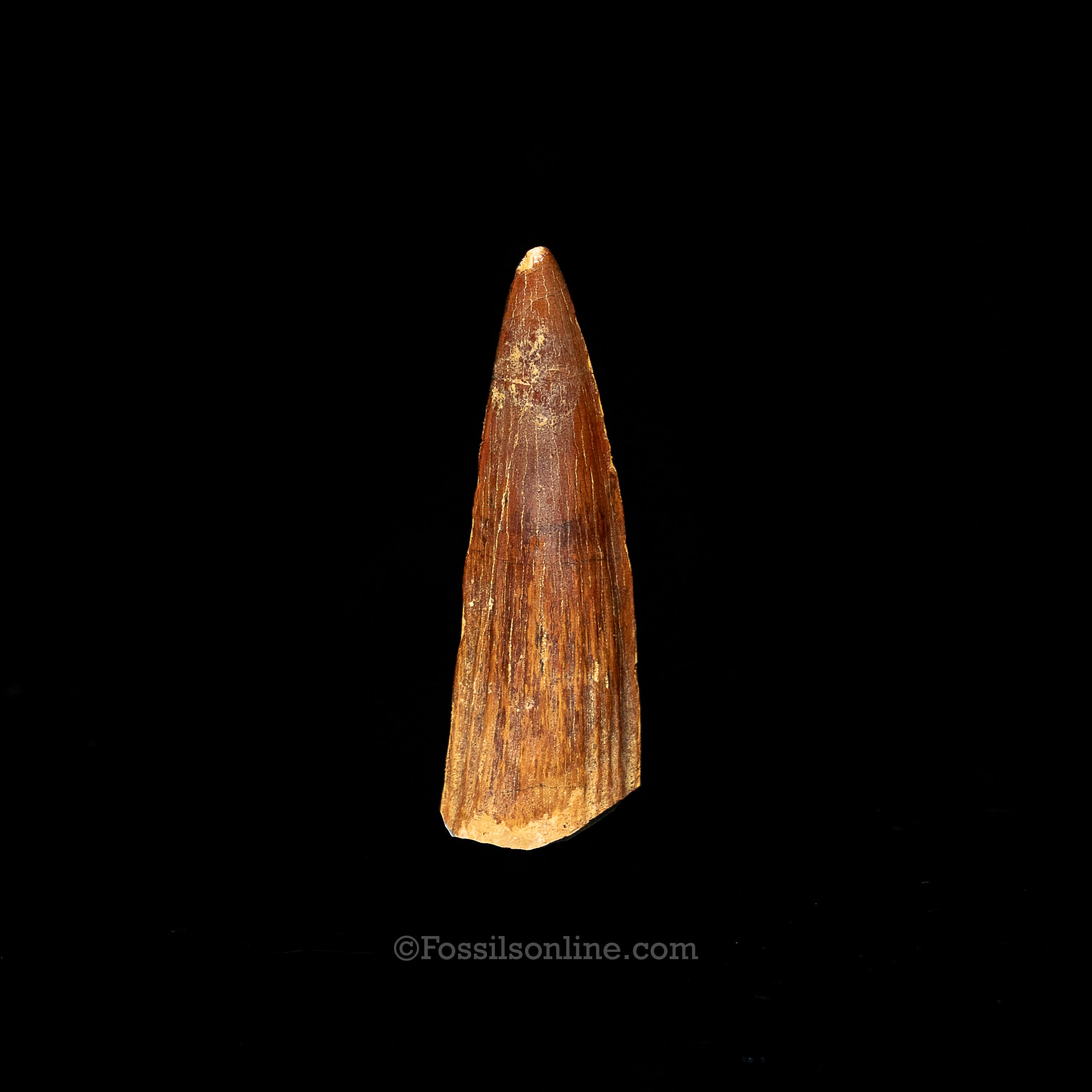 Spinosaurus Dinosaur Tooth 2.17"