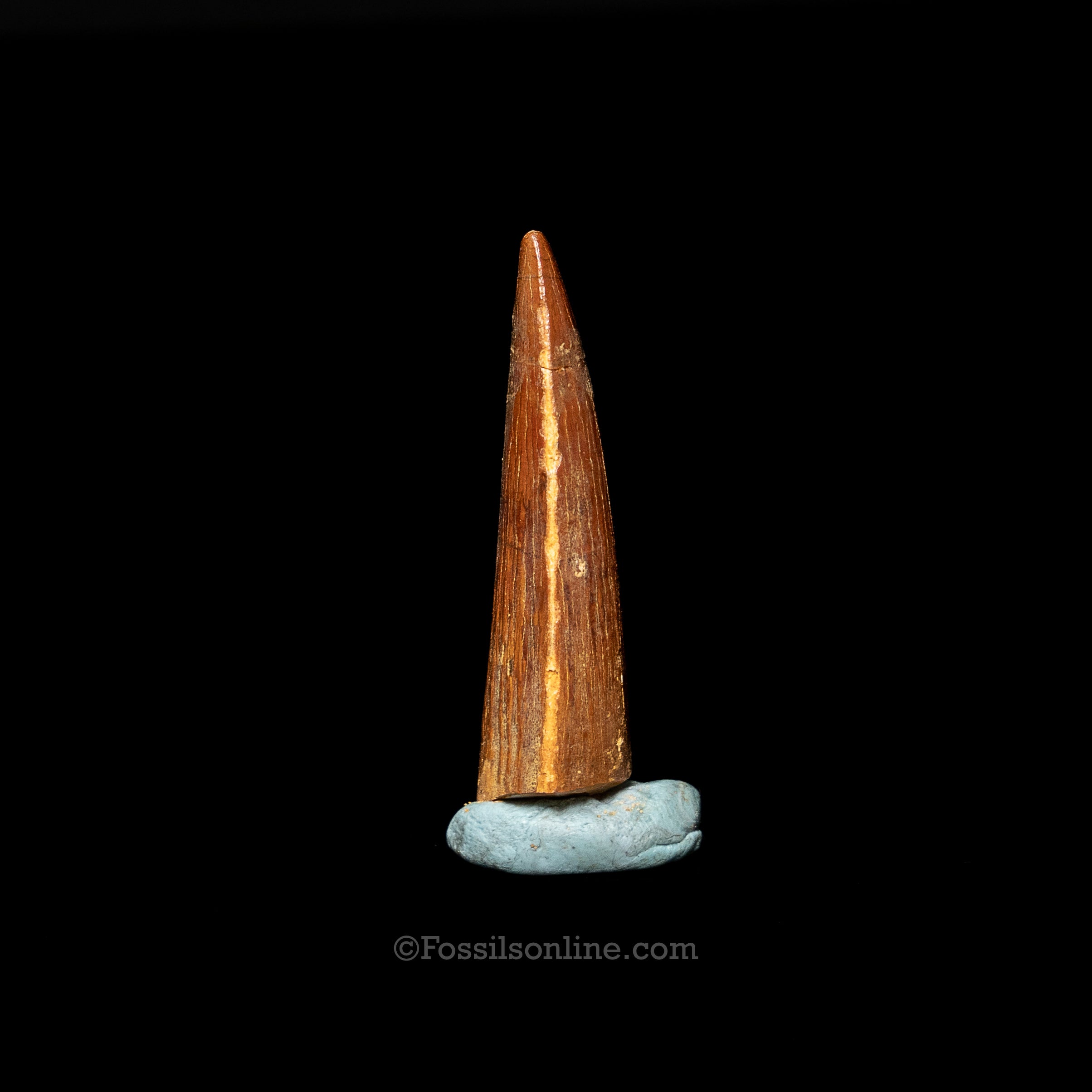 Spinosaurus Dinosaur Tooth 2.17"