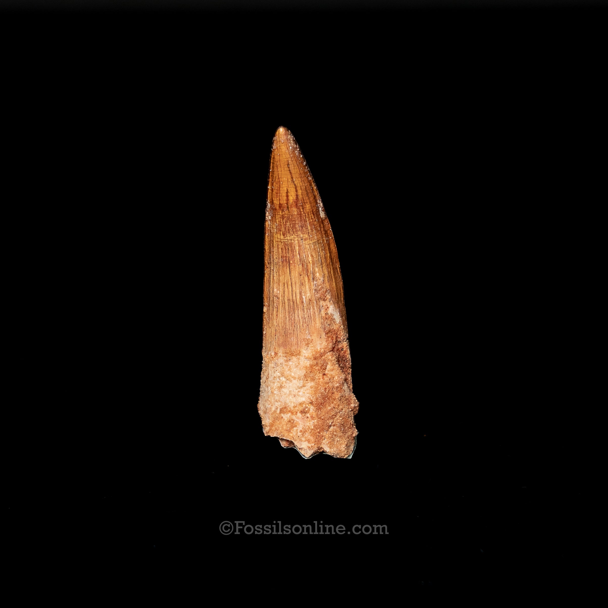 Spinosaurus Dinosaur Tooth 2.25"