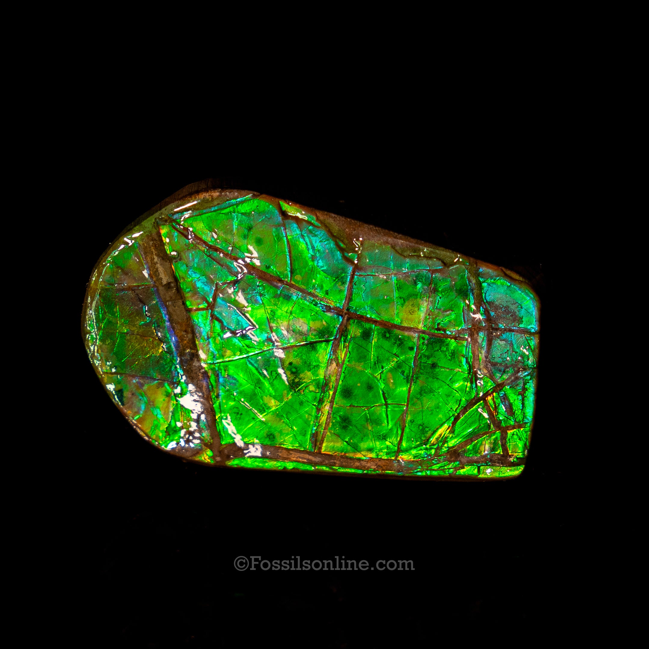 2.02" Ammolite