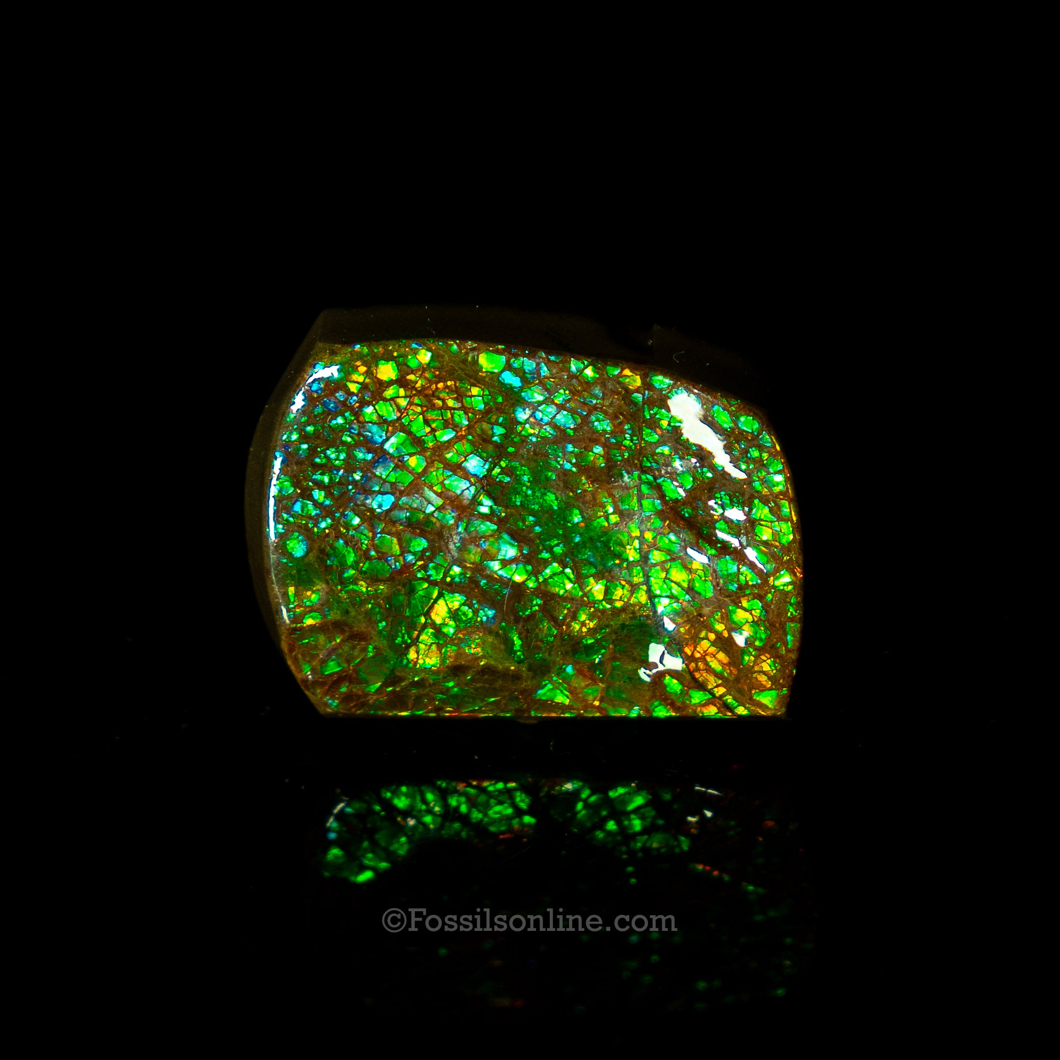 1.59" Ammolite