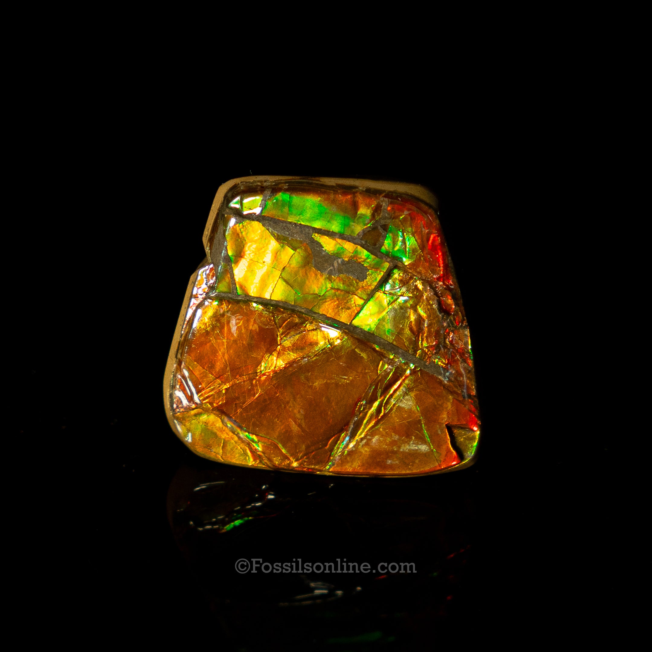1.41" Ammolite