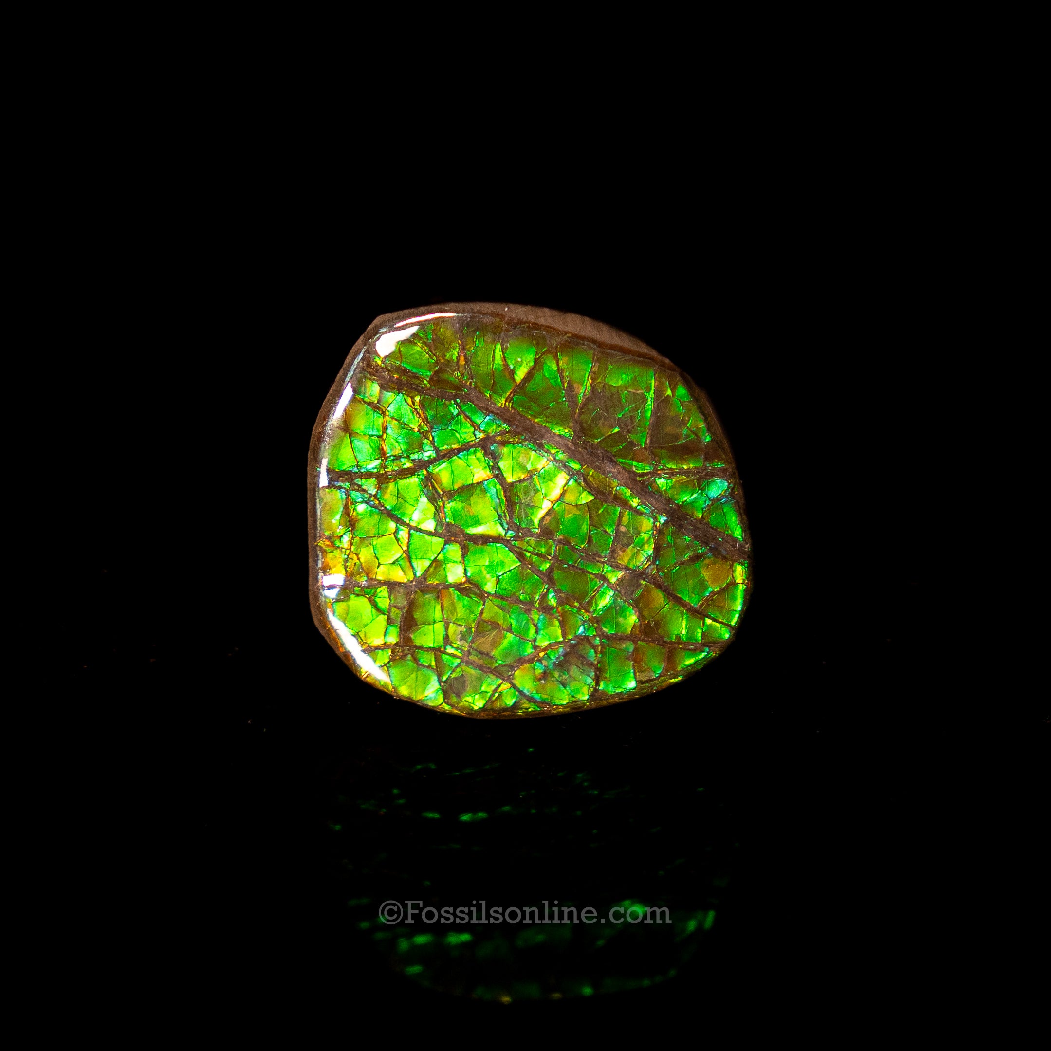 1.22" Ammolite