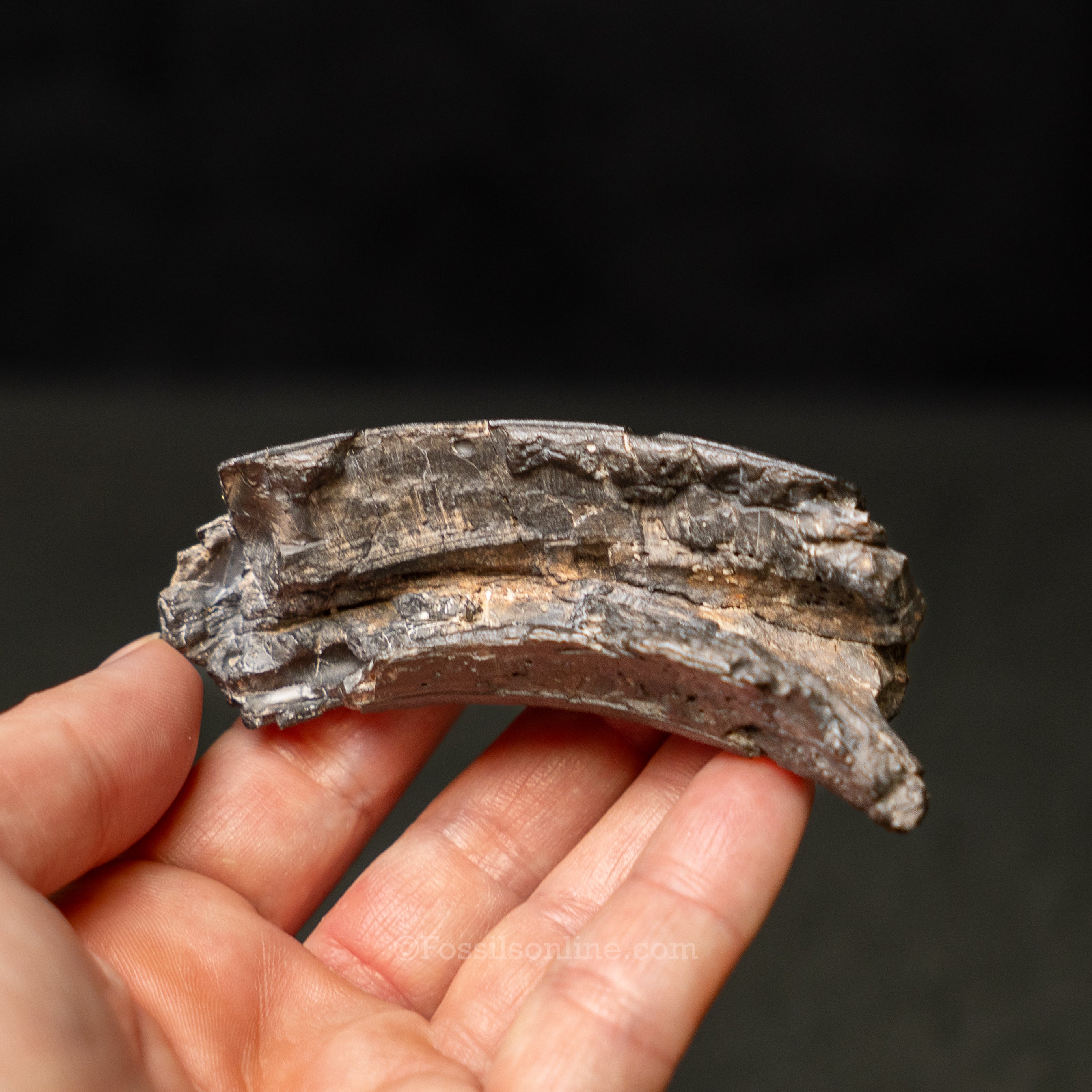 Giant Beaver Incisor