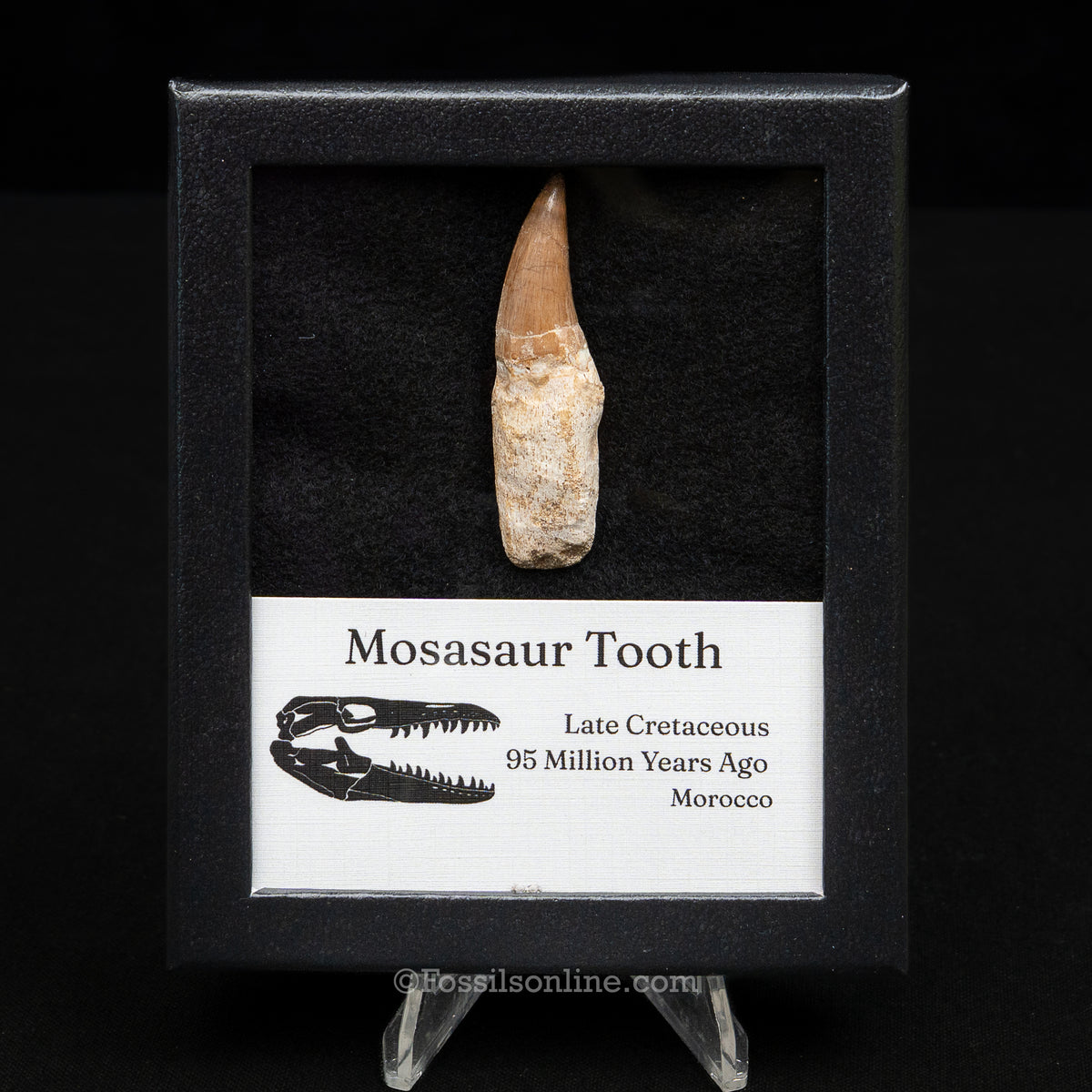 Rooted Mosasaur Tooth in sm case