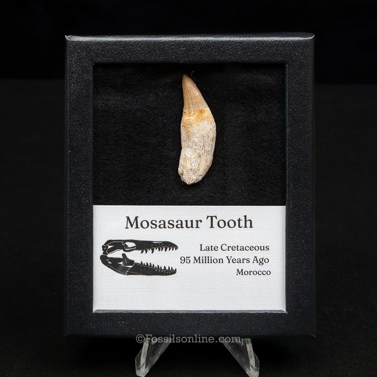 Rooted Mosasaur Tooth in sm case