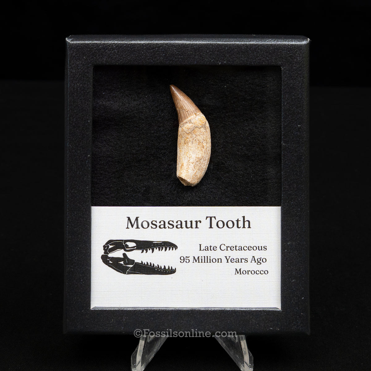 Rooted Mosasaur Tooth in sm case