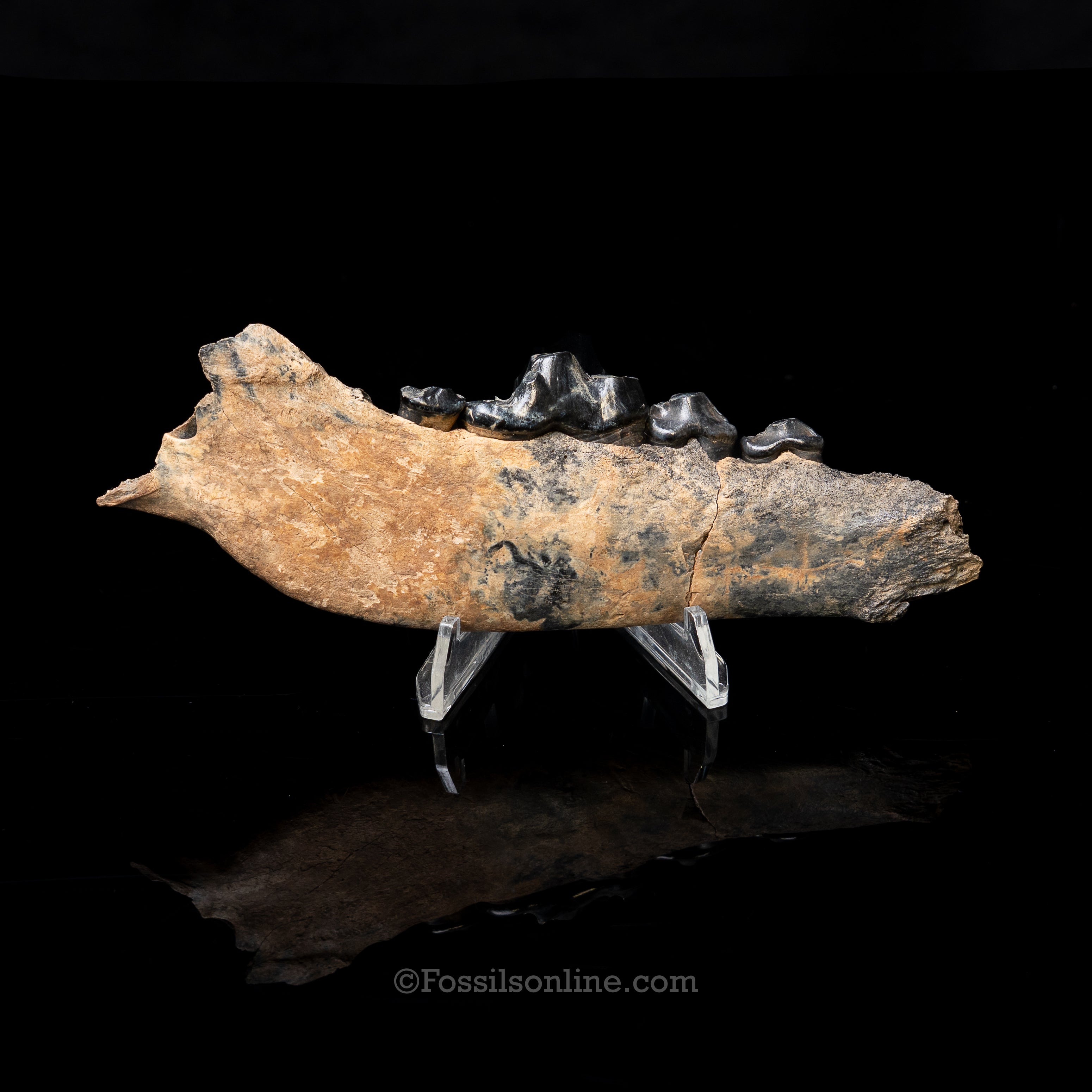 Dire Wolf Jaw Florida Fossil