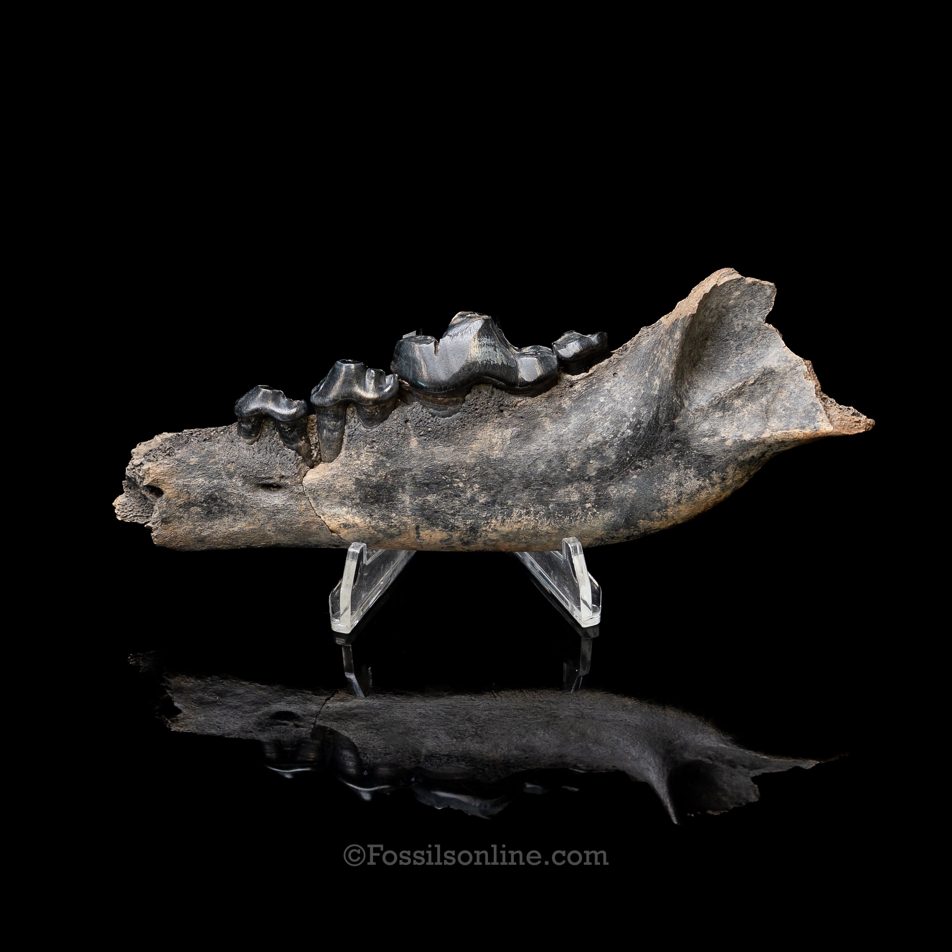 Dire Wolf Jaw Florida Fossil