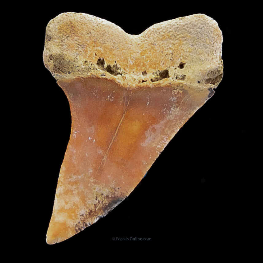 Bakersfield Mako C.Planus 1.47"