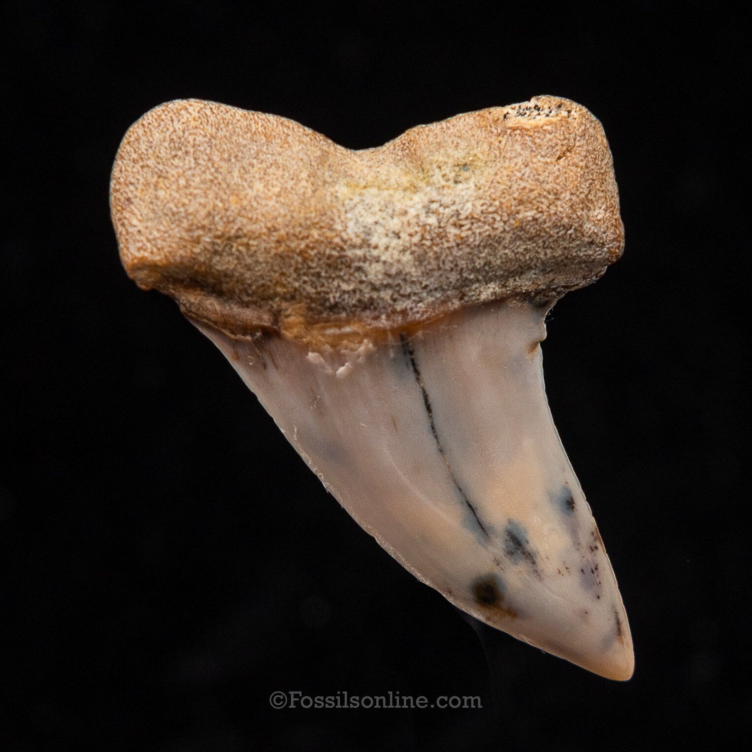 Bakersfield Mako C.Planus 1.61"