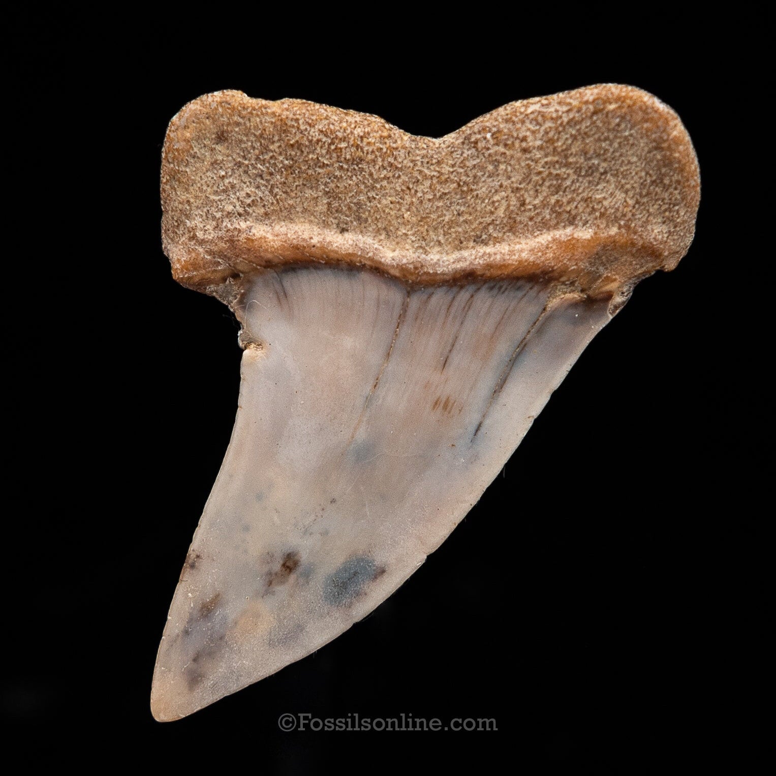 Fossilized shark tooth with a dark background