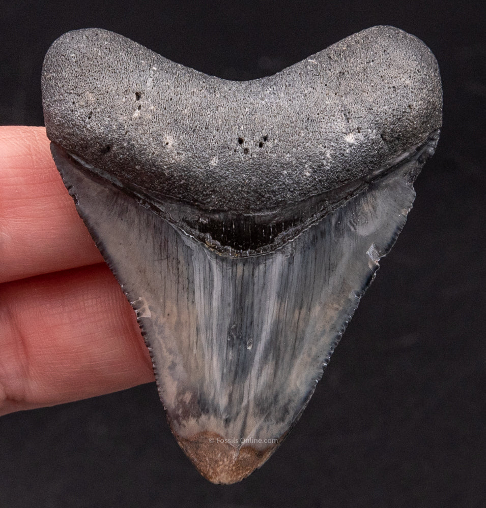 Polished Venice Megalodon Shark Tooth