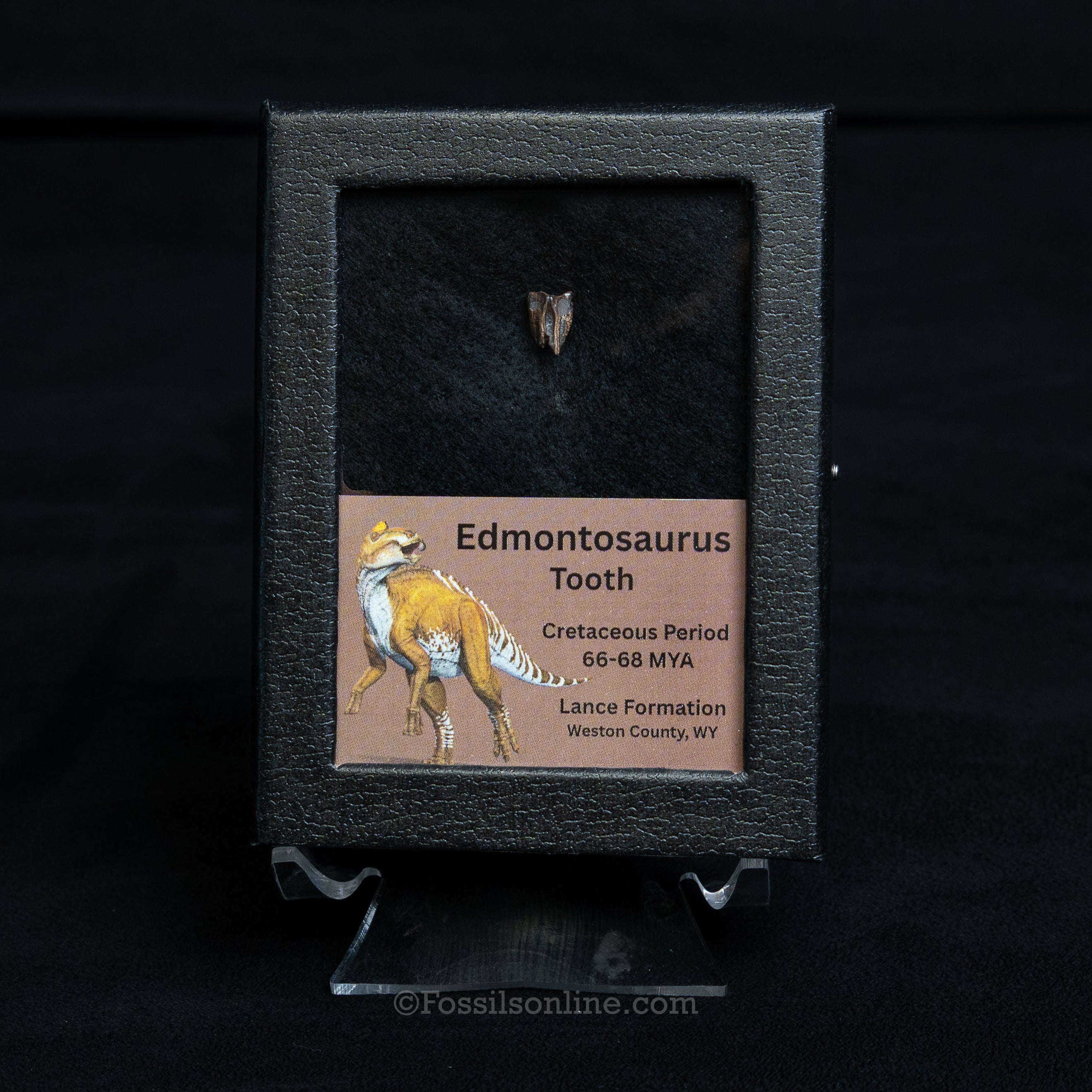 Edmontosaurus Tooth Sm Case