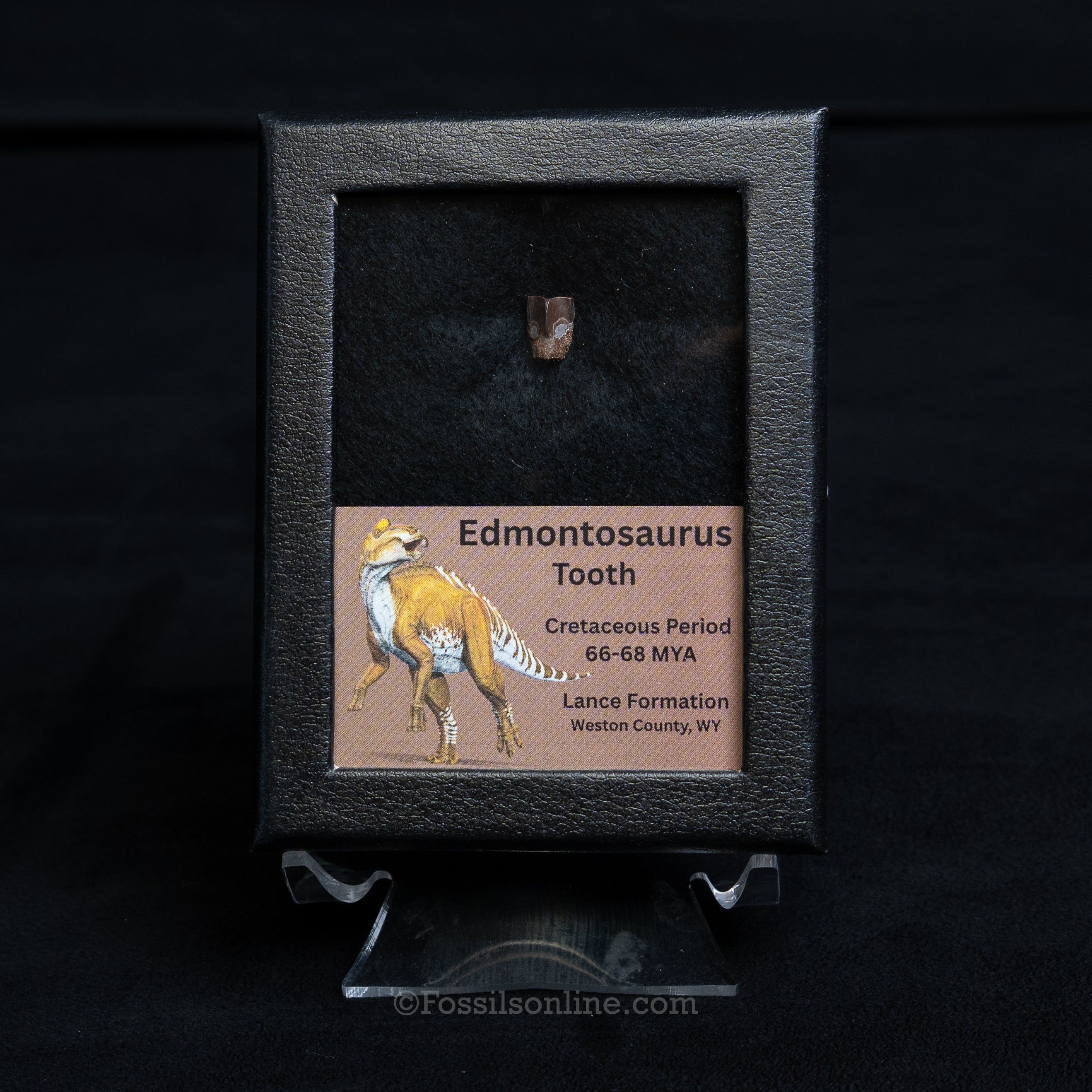 Edmontosaurus Tooth Sm Case