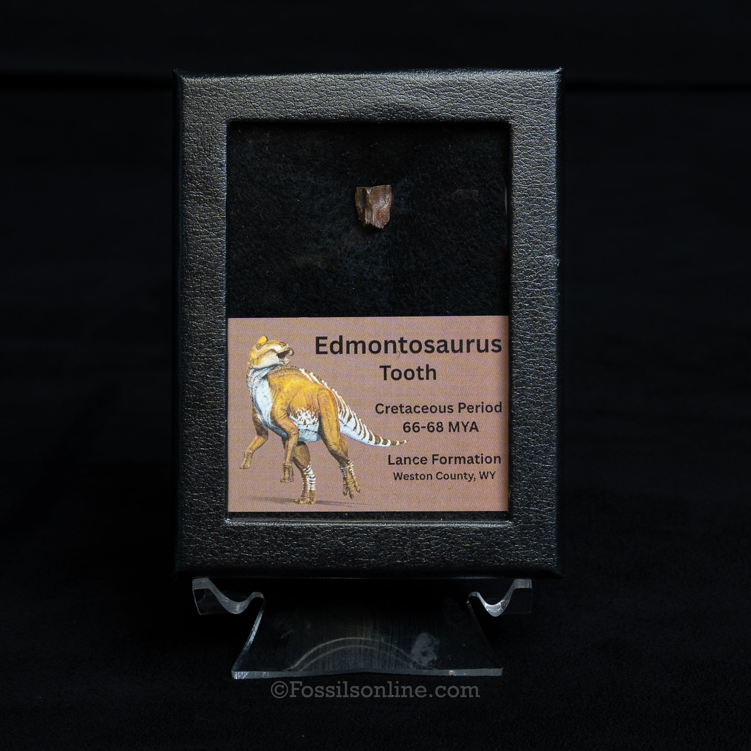 Edmontosaurus tooth in a black display case with educational label