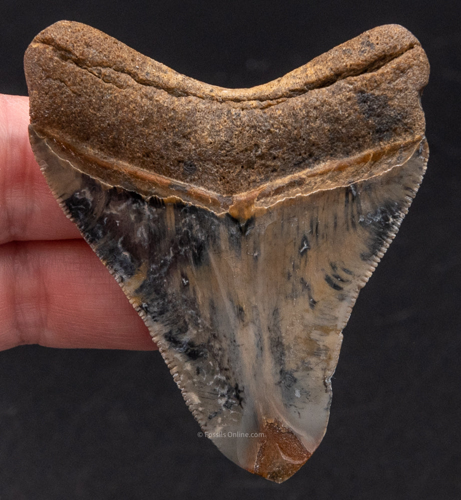 Polished Venice Megalodon Shark Tooth