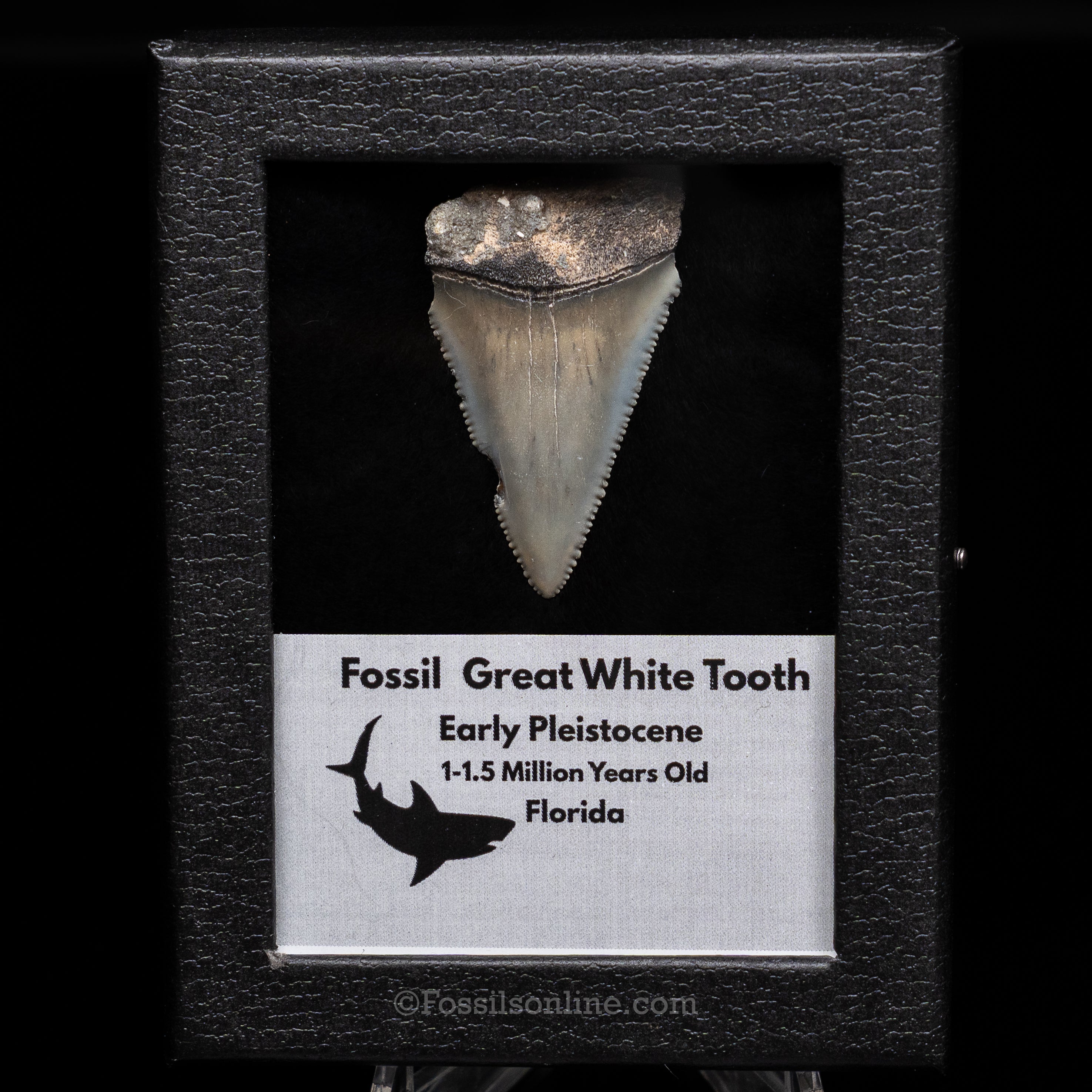 Florida Fossil Great White Tooth in Display Case