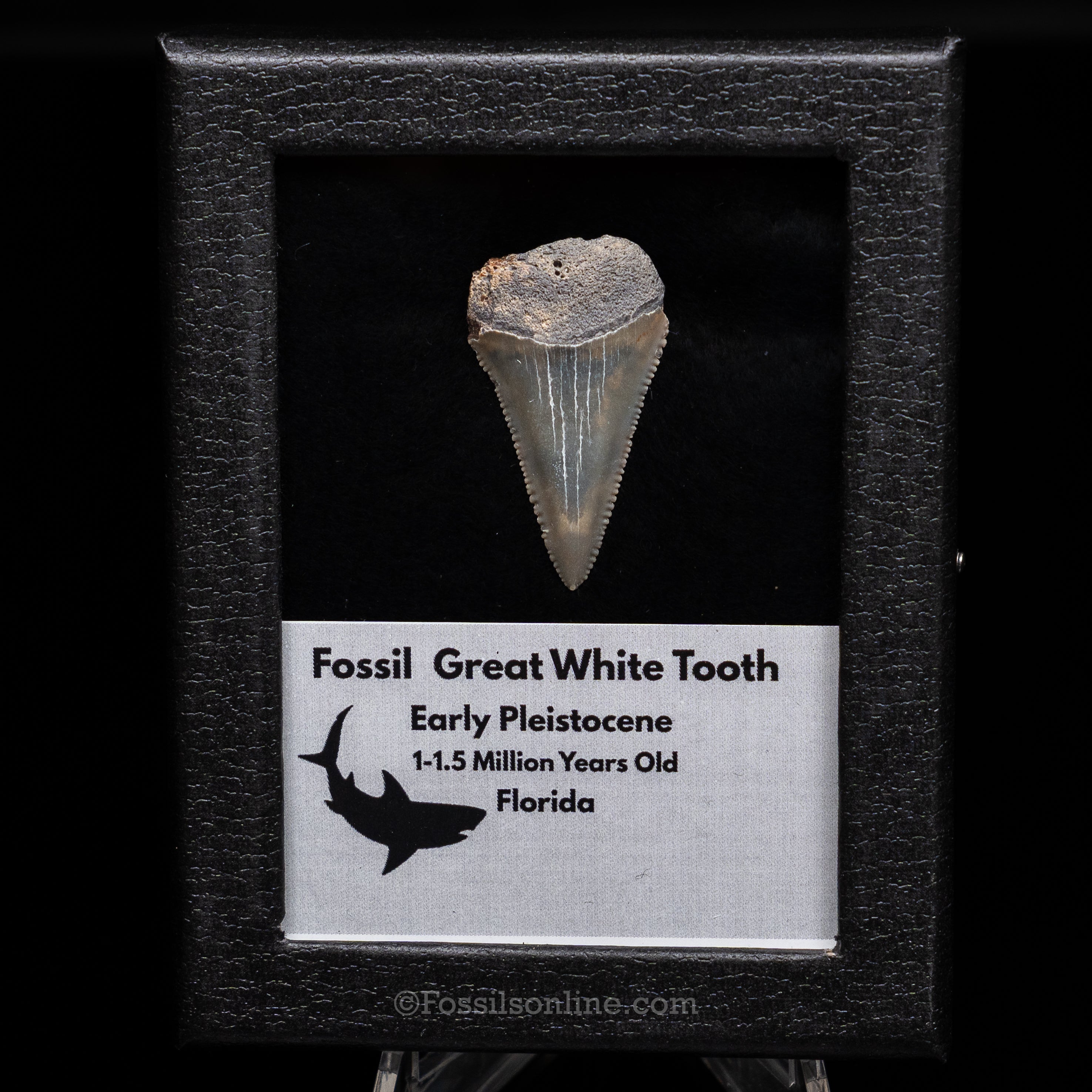 Florida Fossil Great White Tooth in Display Case