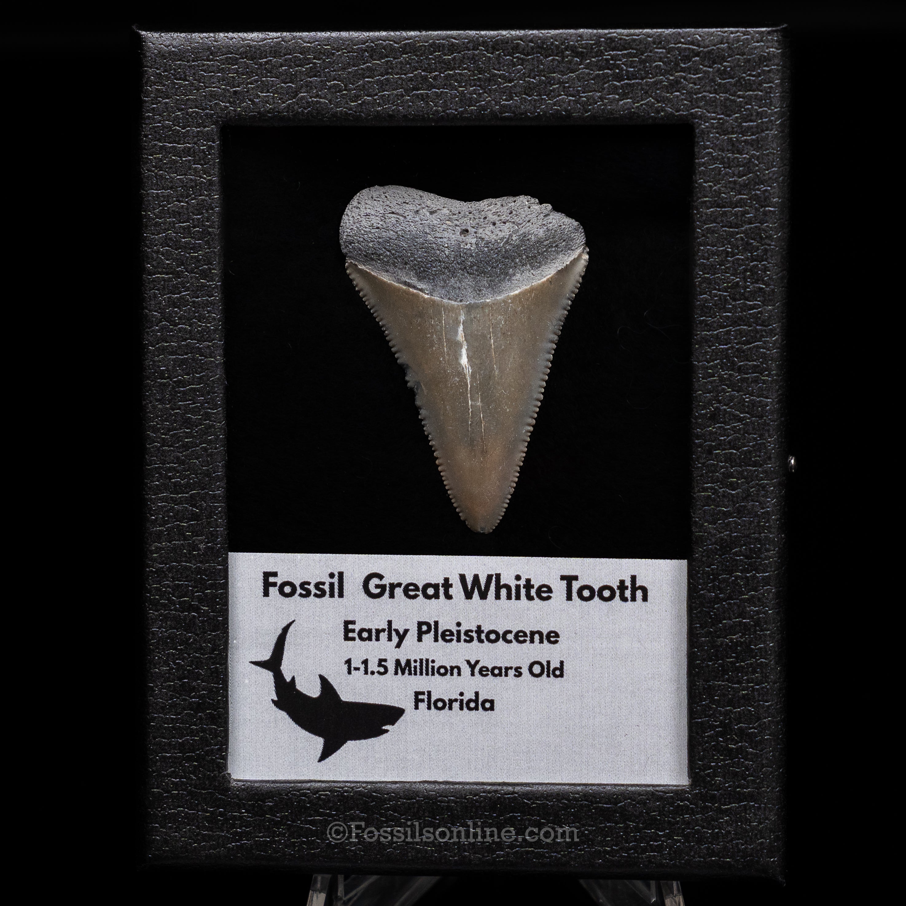 Florida Fossil Great White Tooth in Display Case