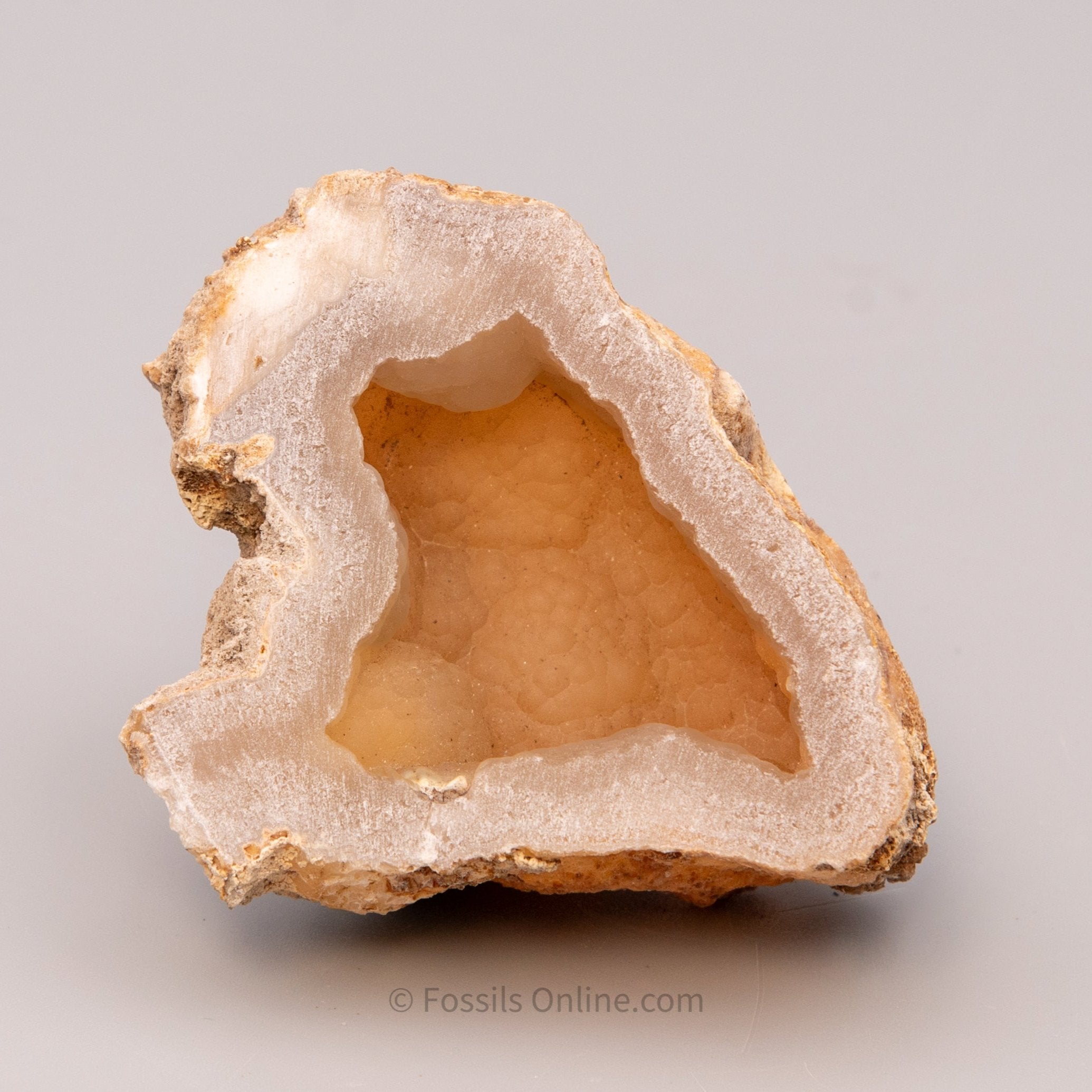 Agatized Coral