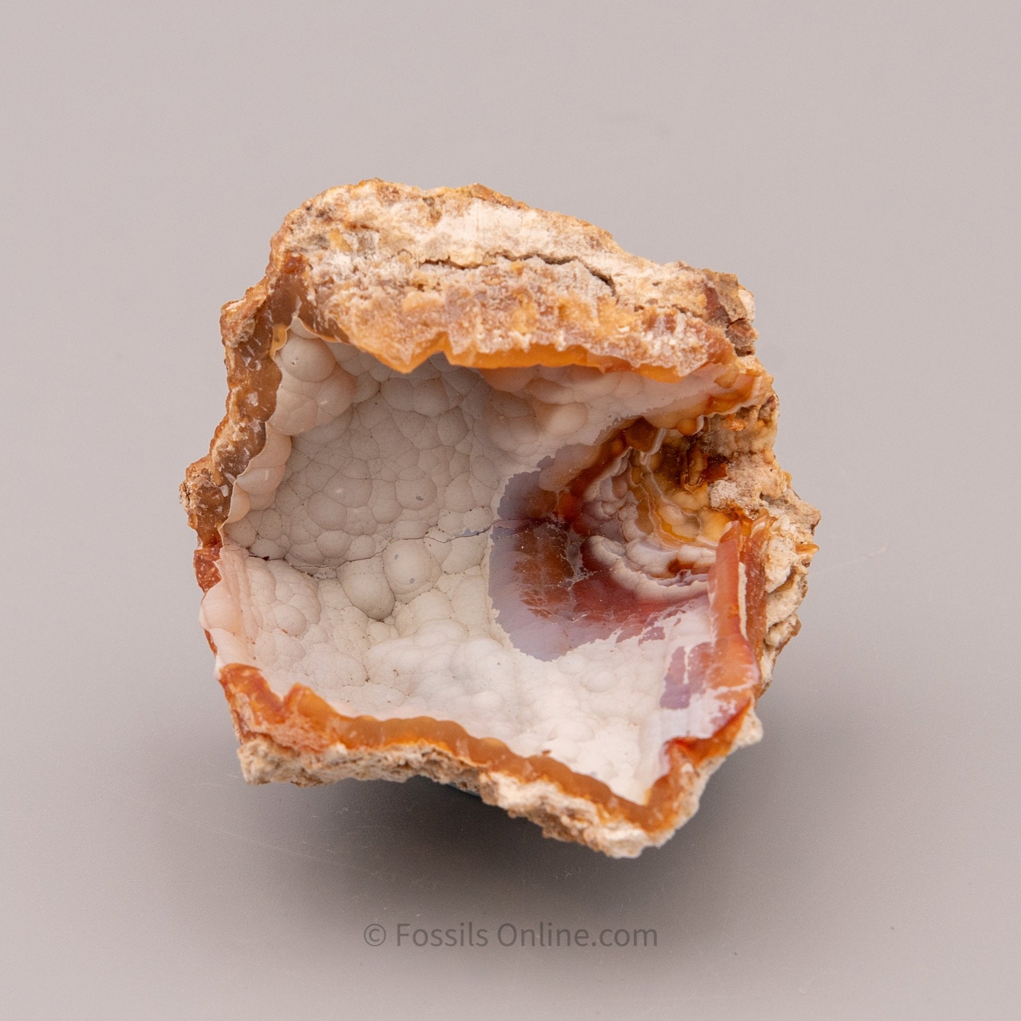 Agatized Coral