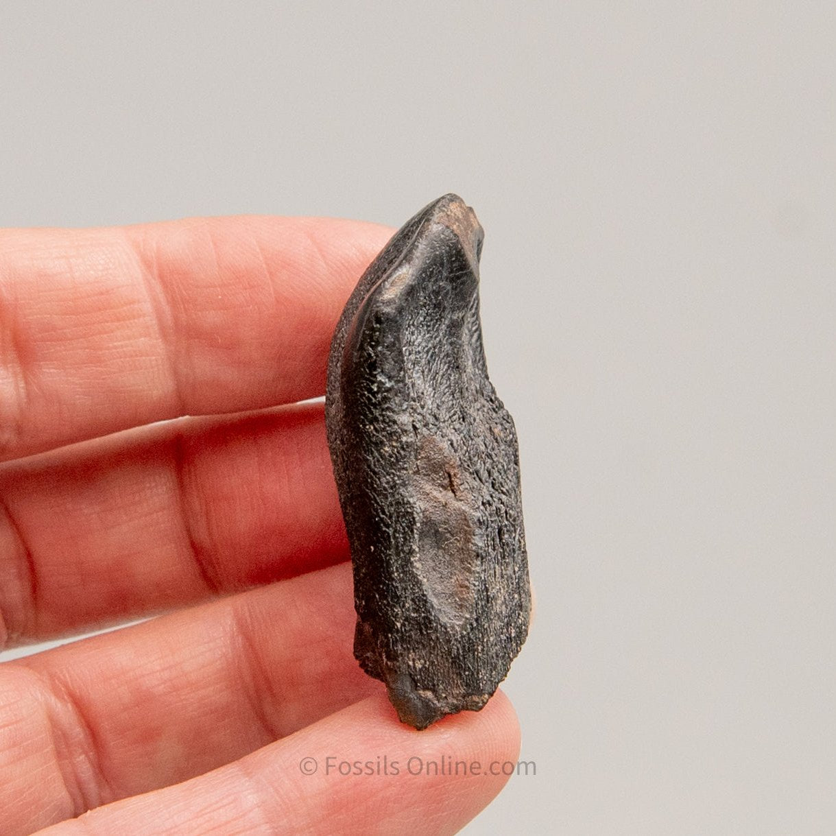 Camarasaurus Real Sauropod Dinosaur Tooth