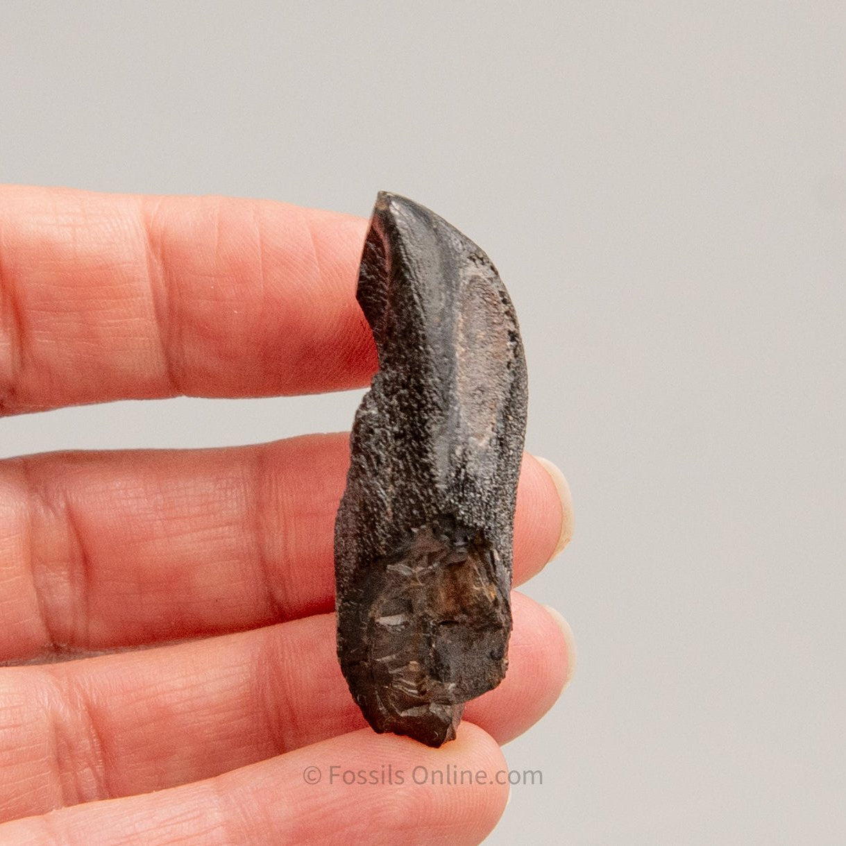 Camarasaurus Real Sauropod Dinosaur Tooth