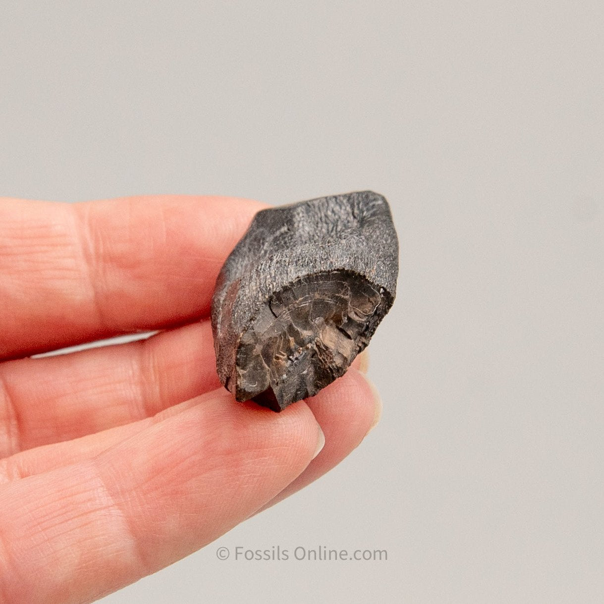 Camarasaurus Real Sauropod Dinosaur Tooth
