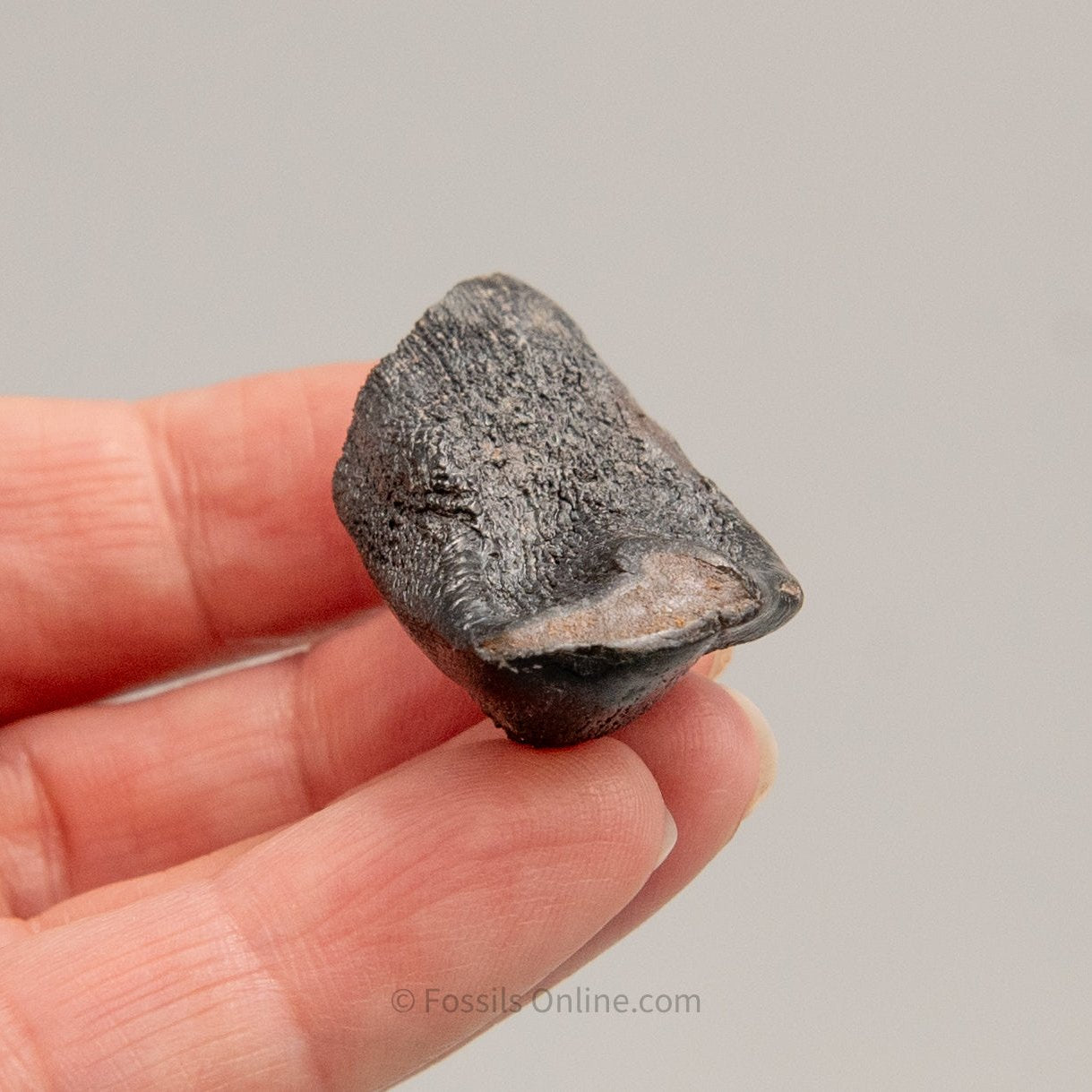 Camarasaurus Real Sauropod Dinosaur Tooth