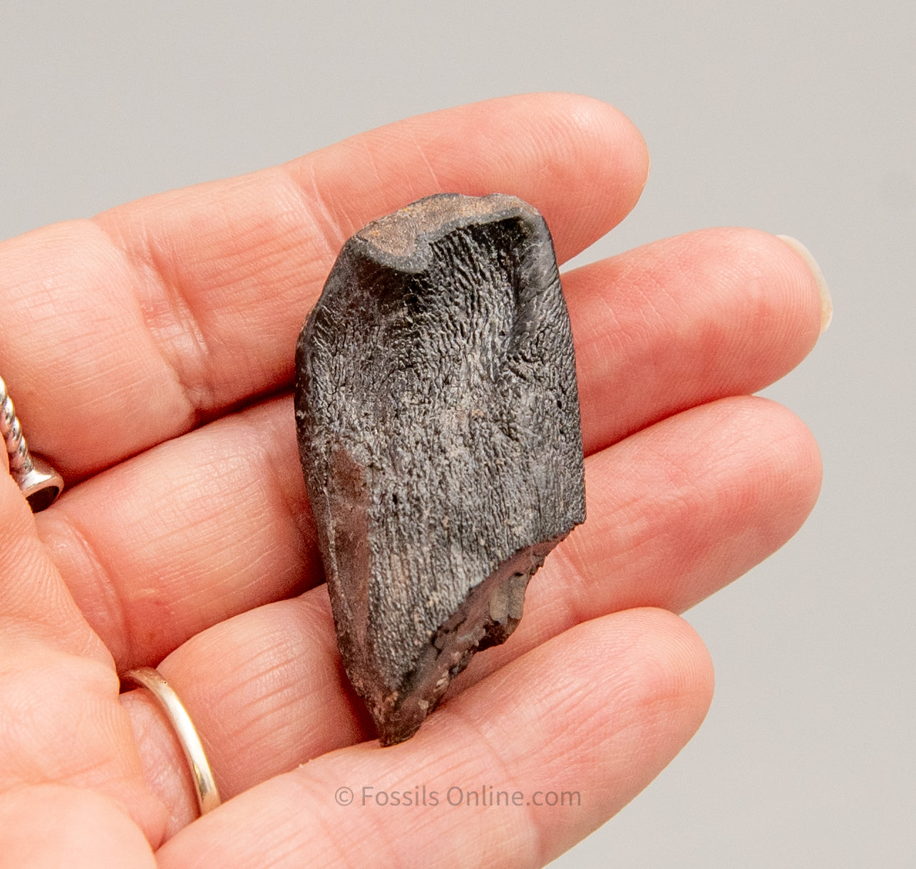 Camarasaurus Real Sauropod Dinosaur Tooth