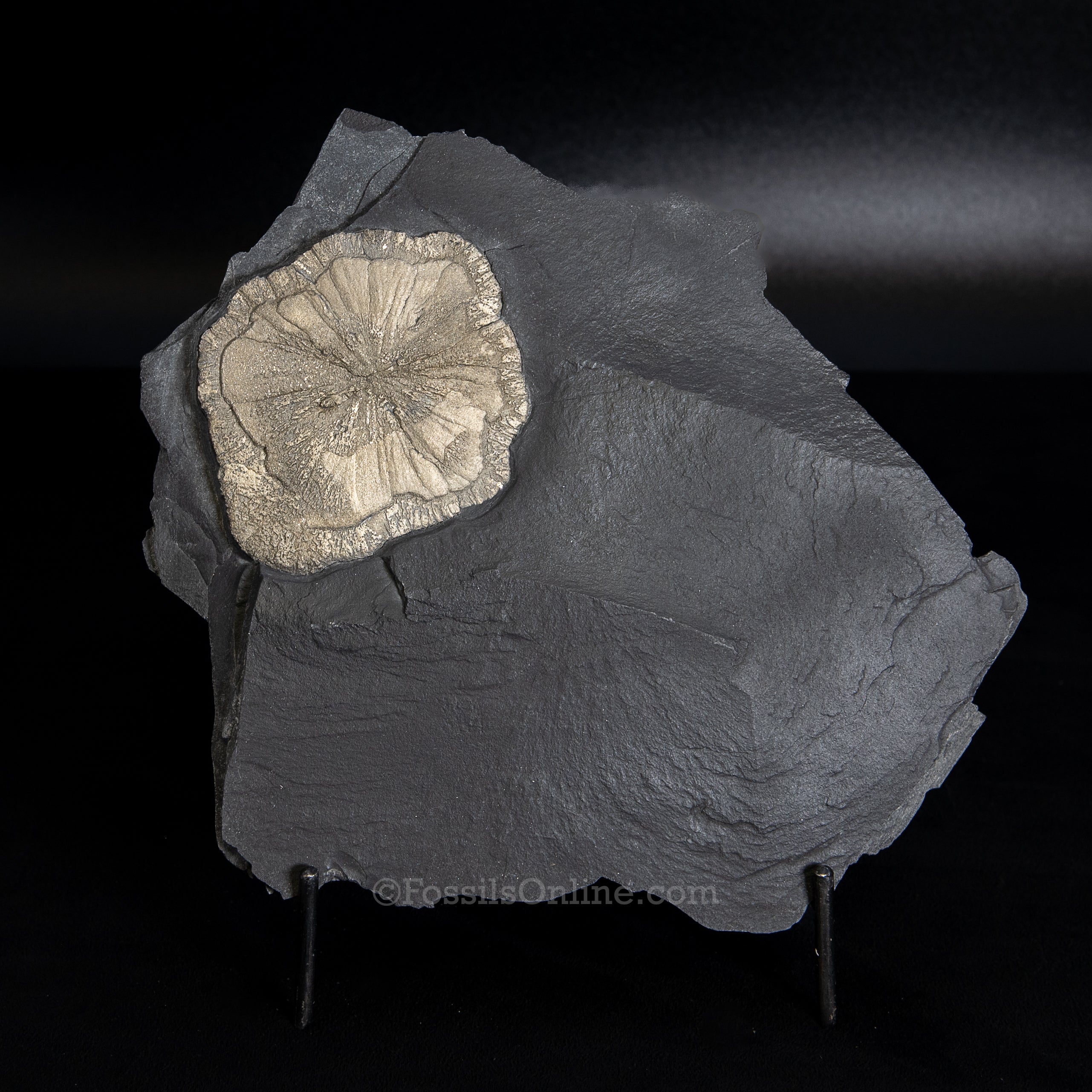 Large Pyrite Sun in Original Slate