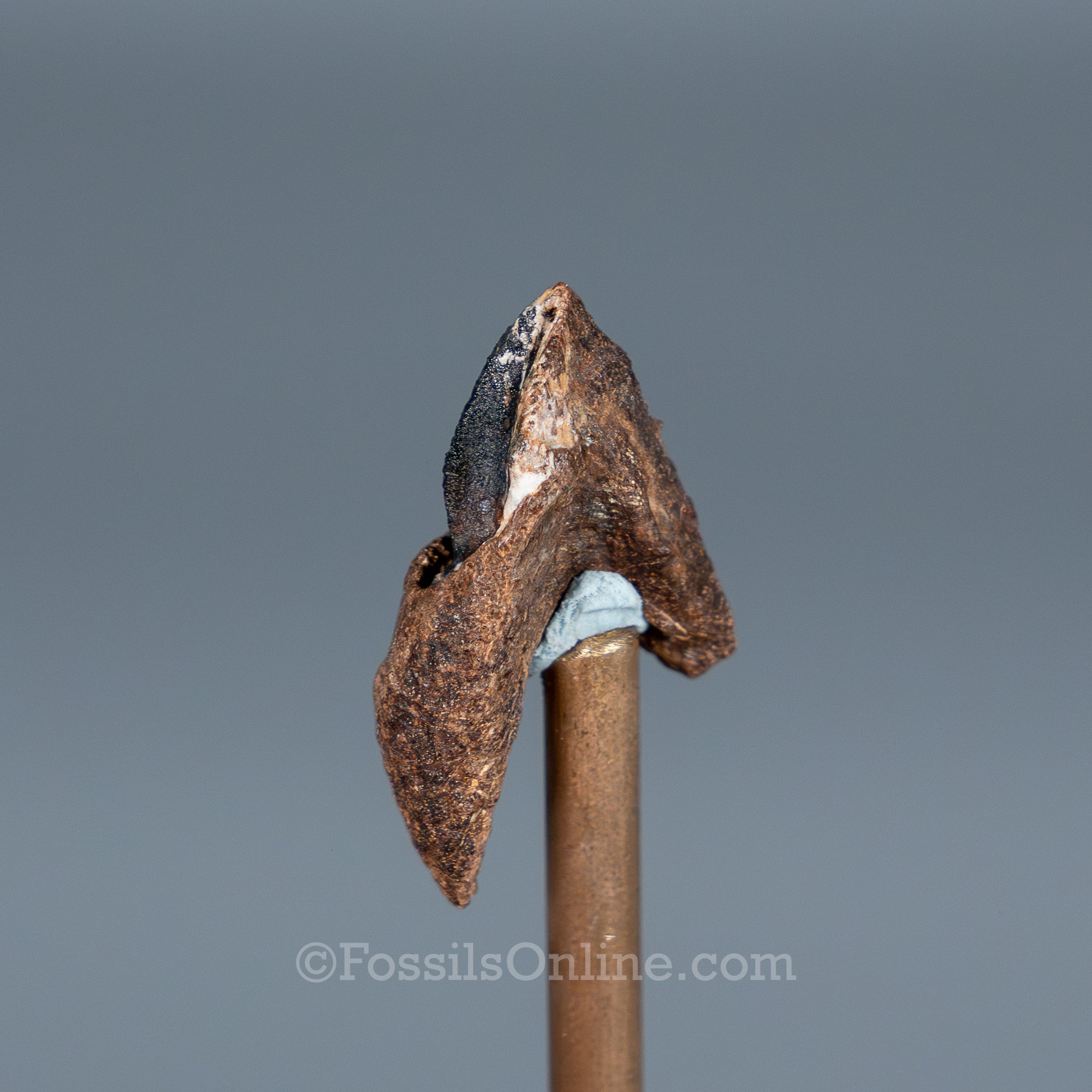 Rooted Triceratops Tooth