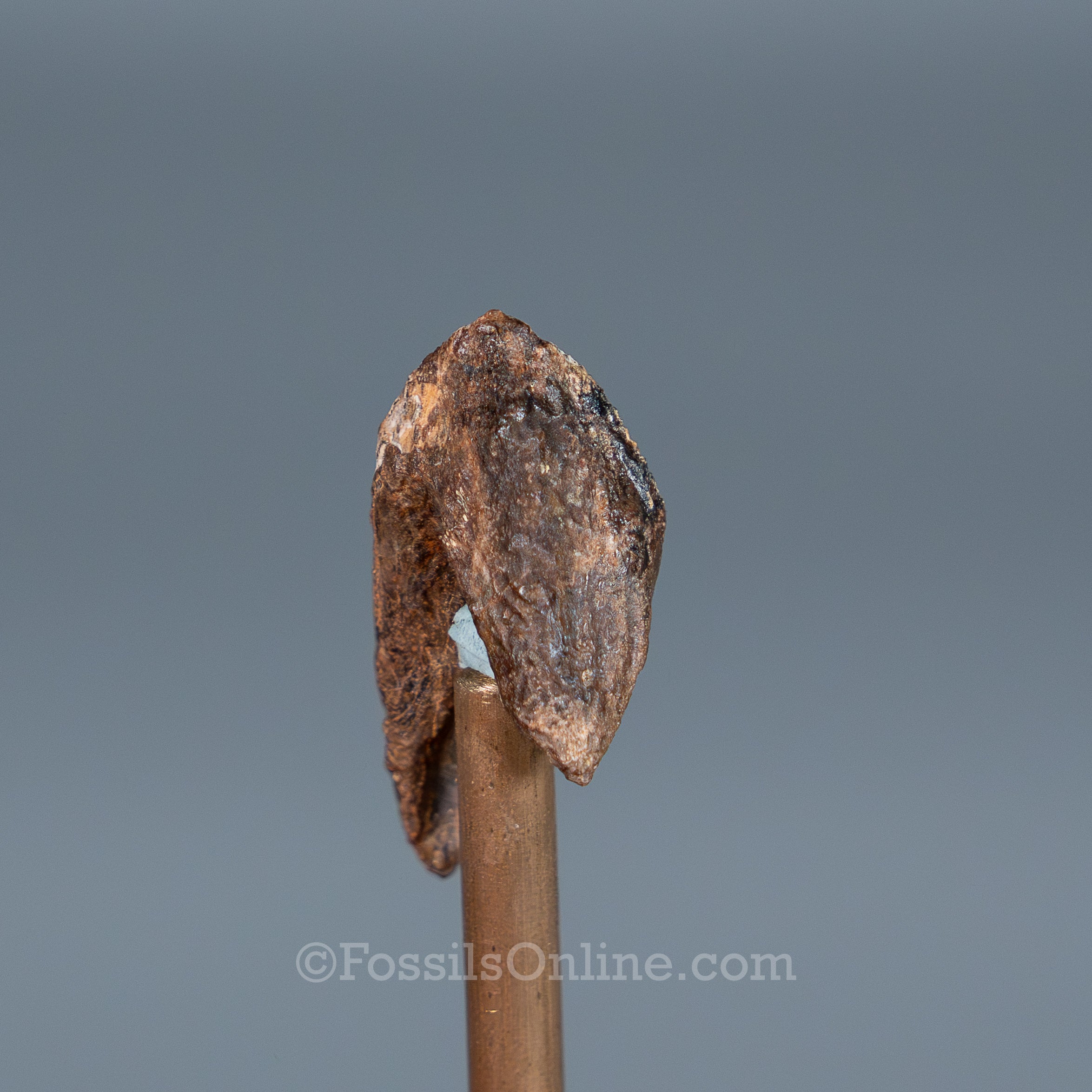 Rooted Triceratops Tooth