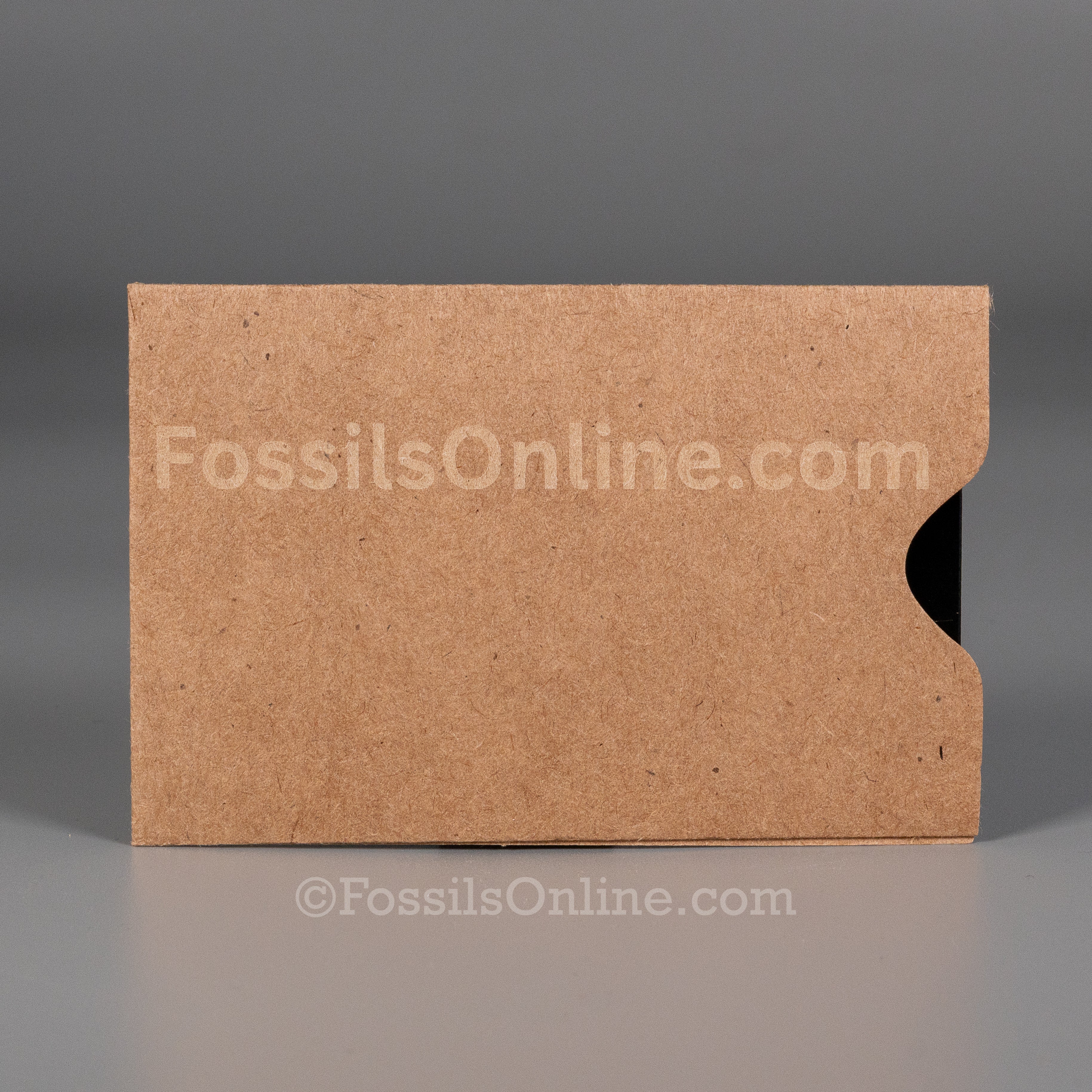 Megalodon Fossil ID Card