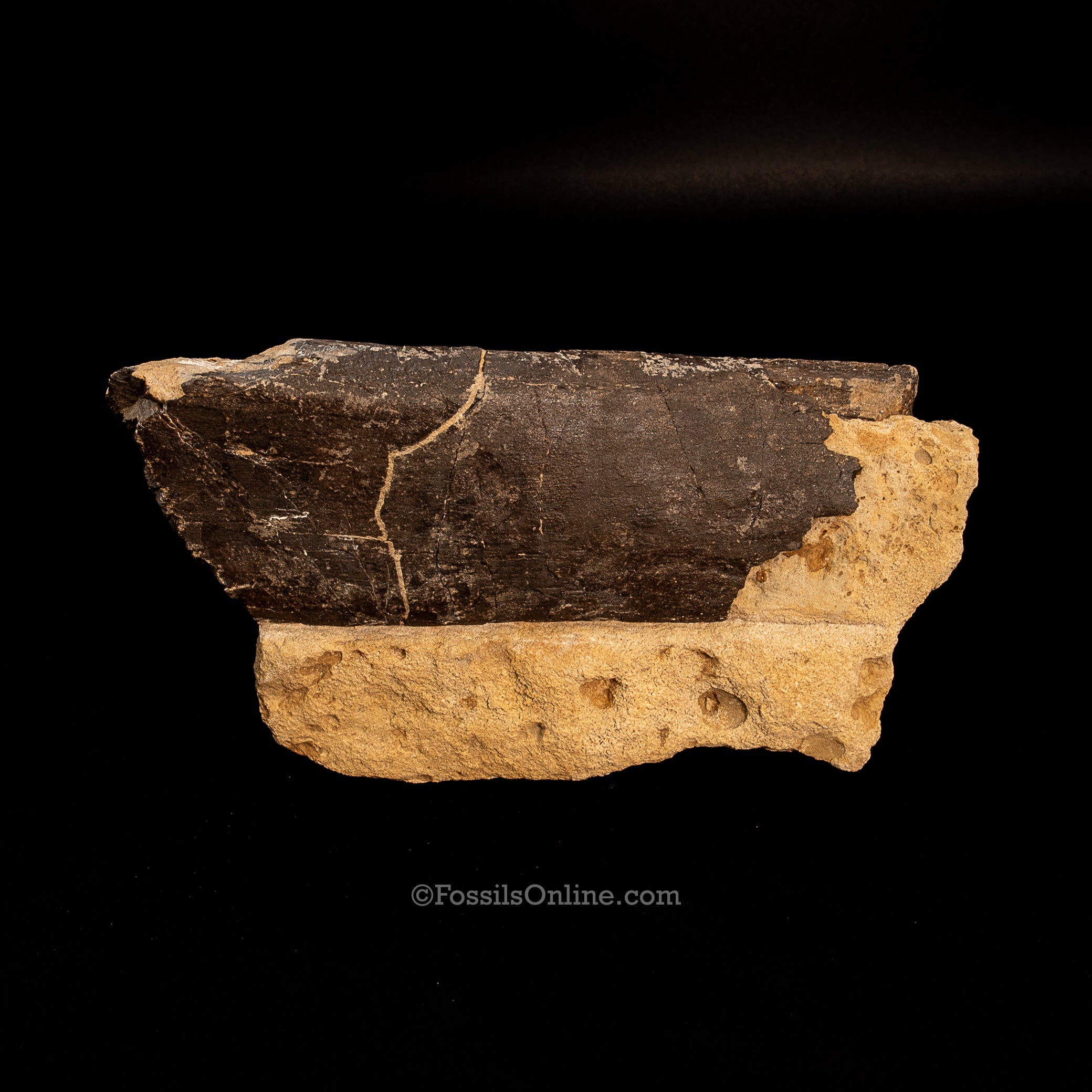 Jurassic Dinosaur Rib Bone in Matrix