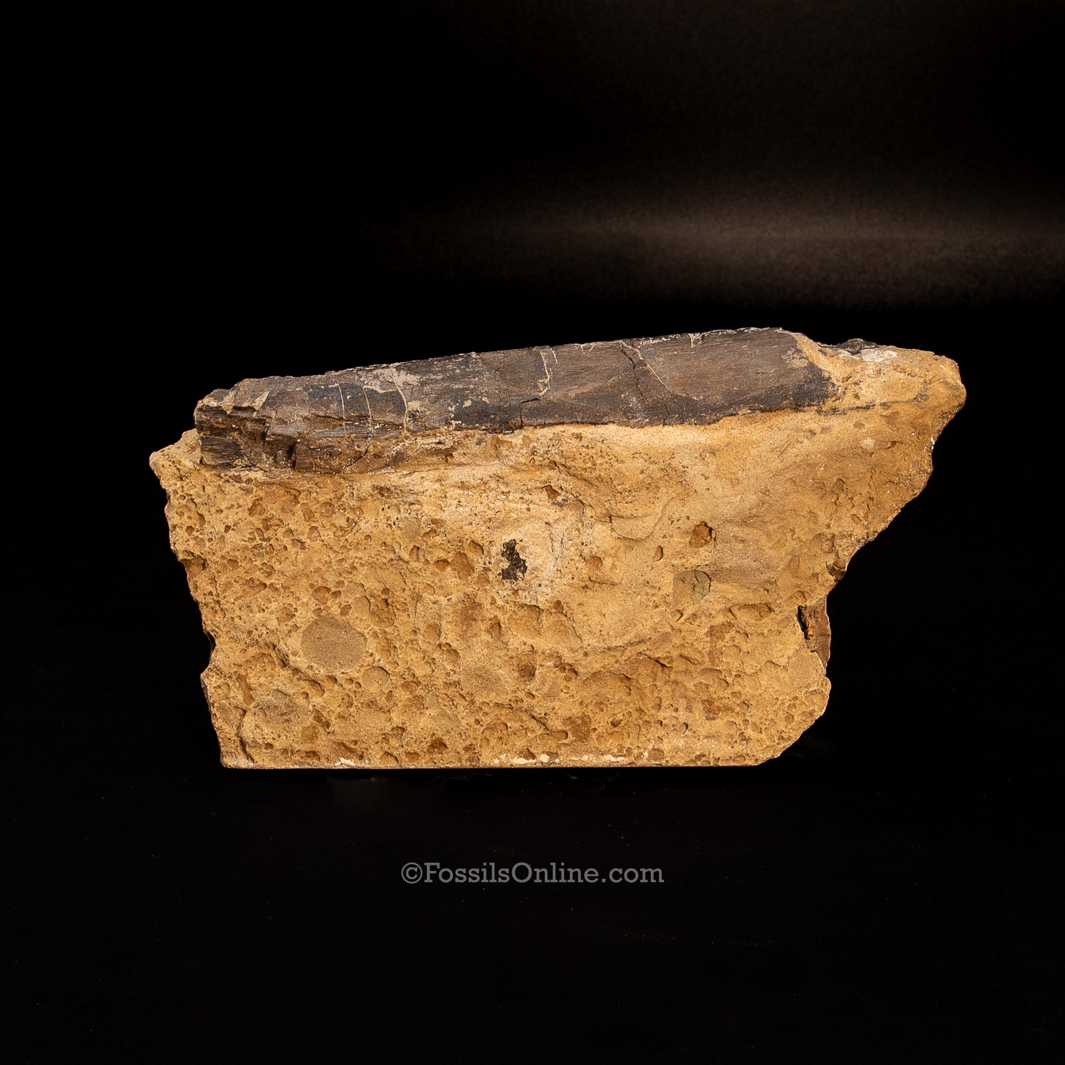 Jurassic Dinosaur Rib Bone in Matrix
