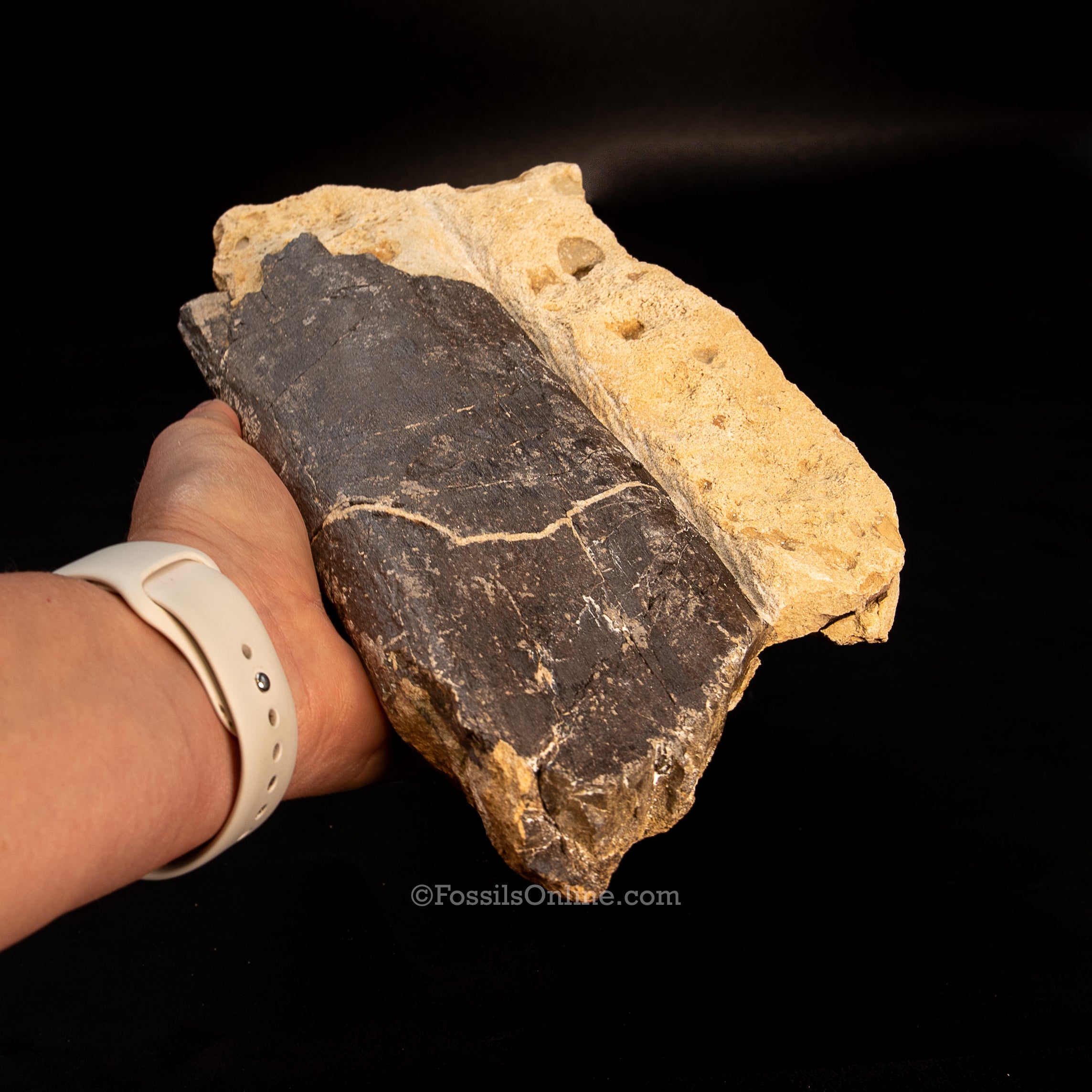 Jurassic Dinosaur Rib Bone in Matrix