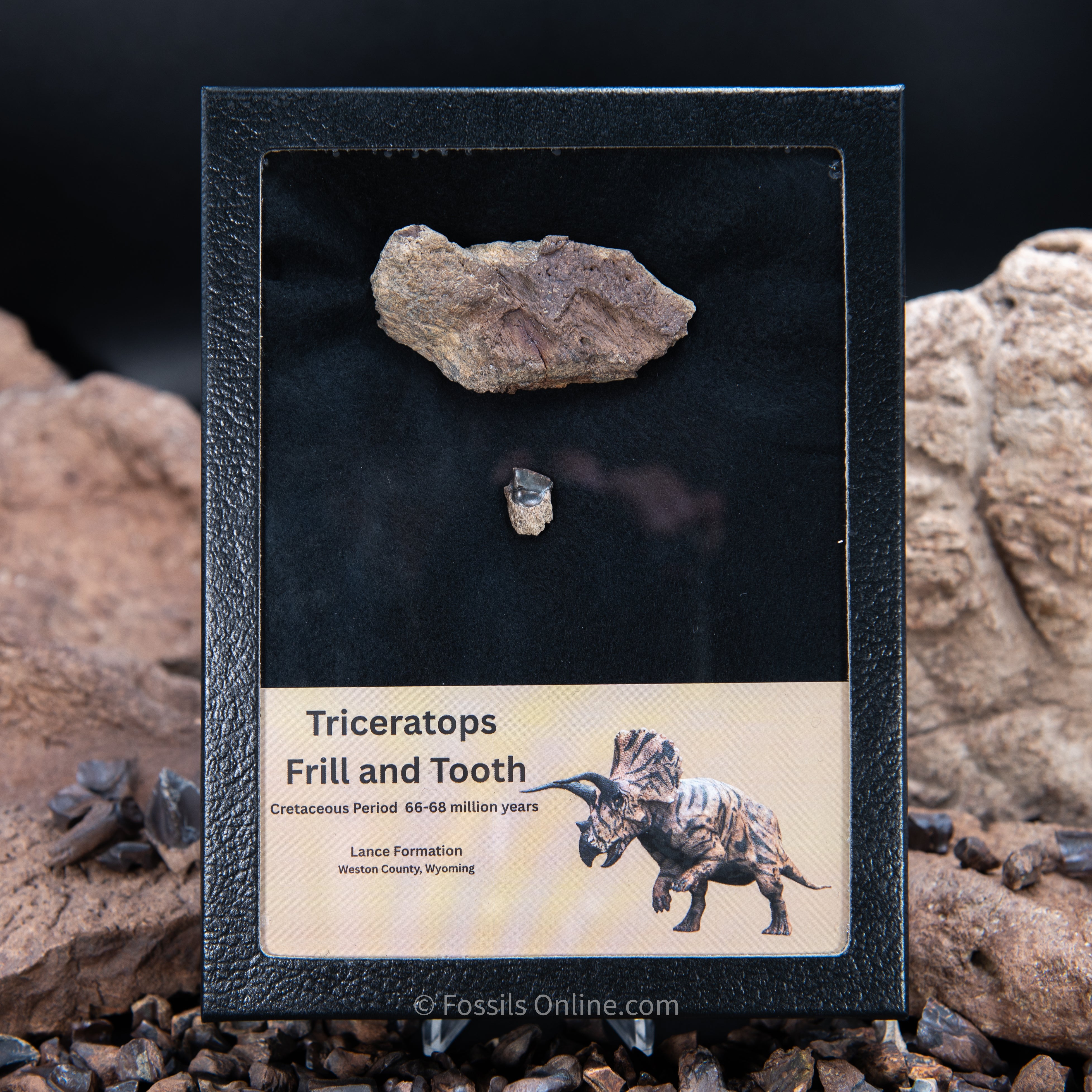 Triceratops Tooth and Frill Section in LG Display Case