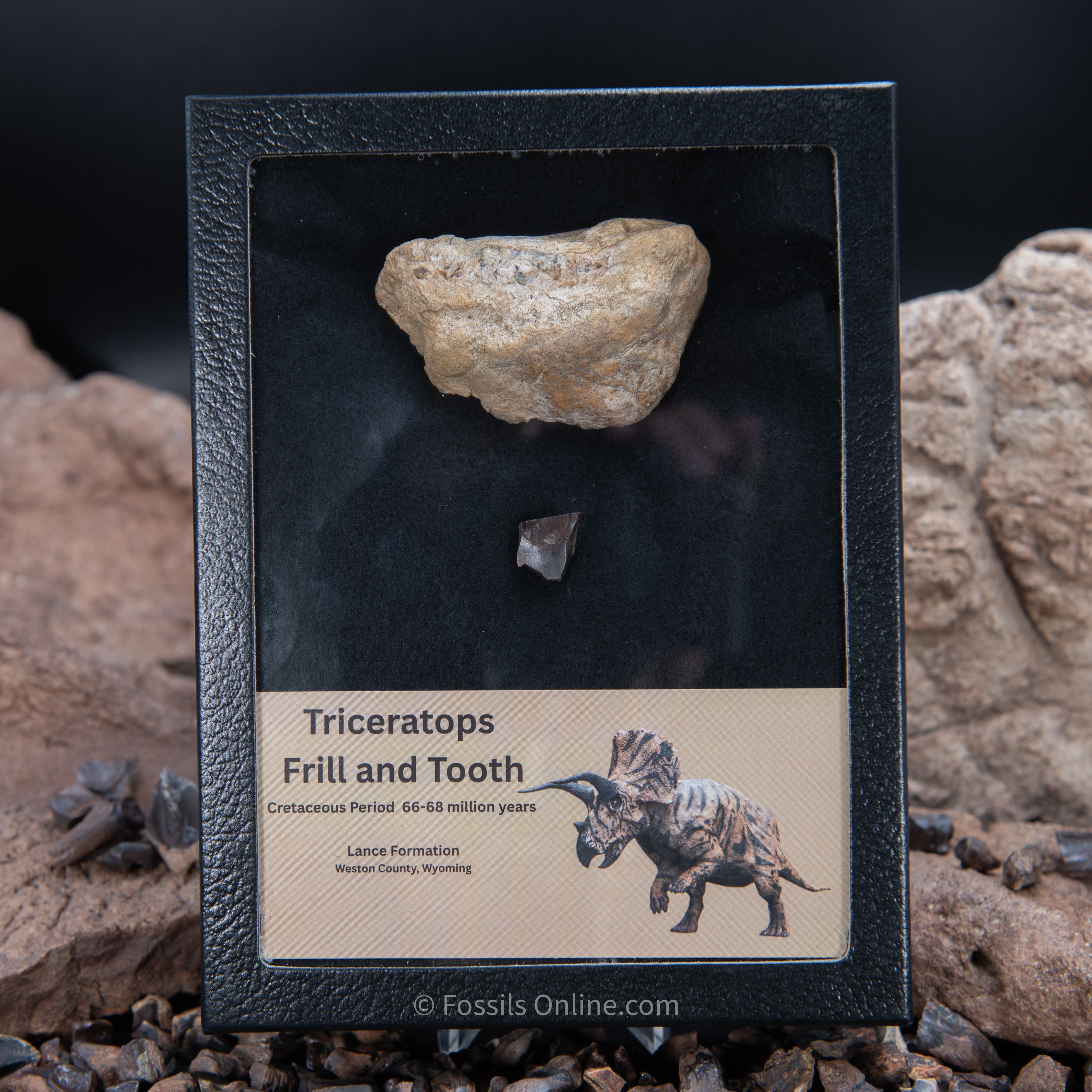 Triceratops Tooth and Frill Section in LG Display Case