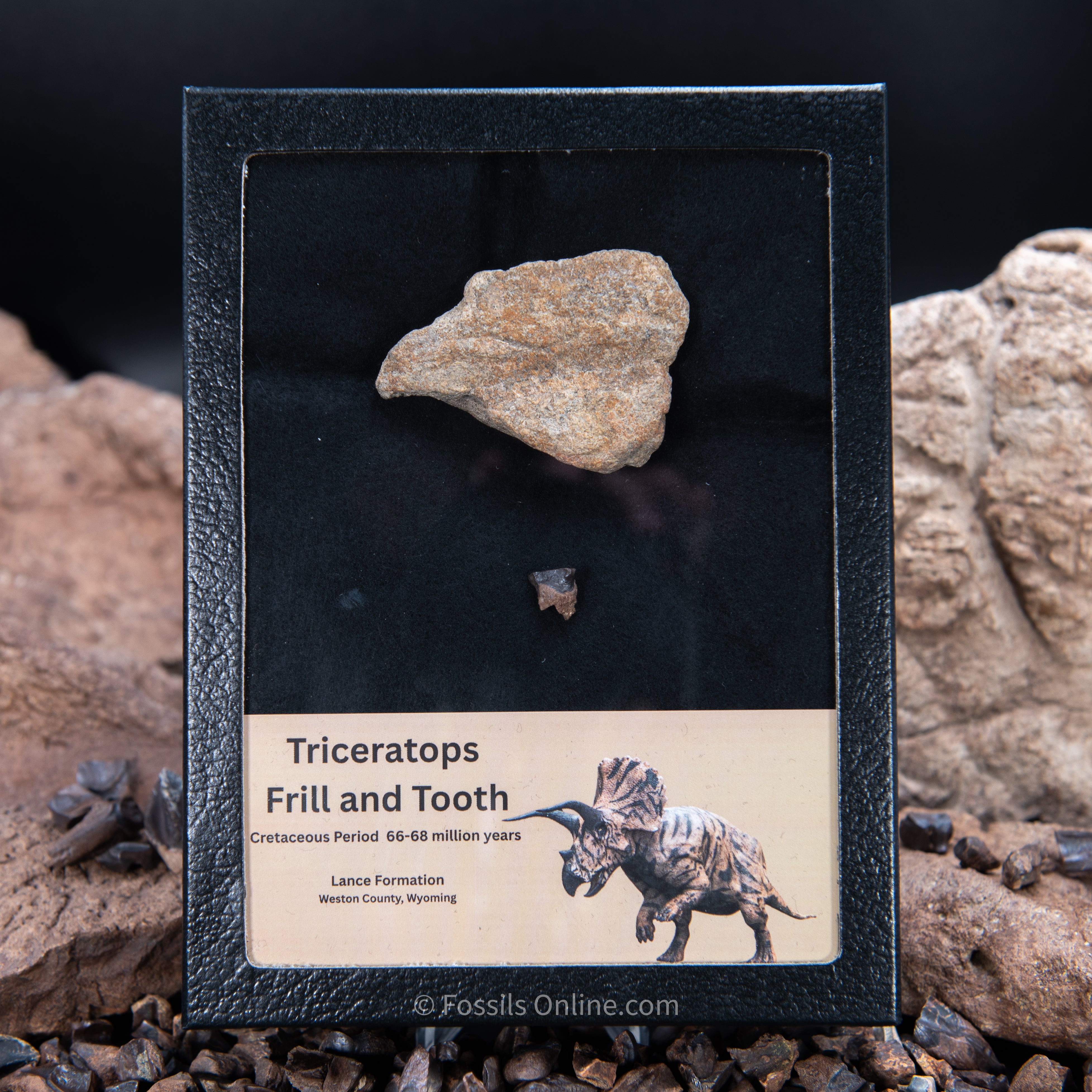 Triceratops Tooth and Frill Section in LG Display Case