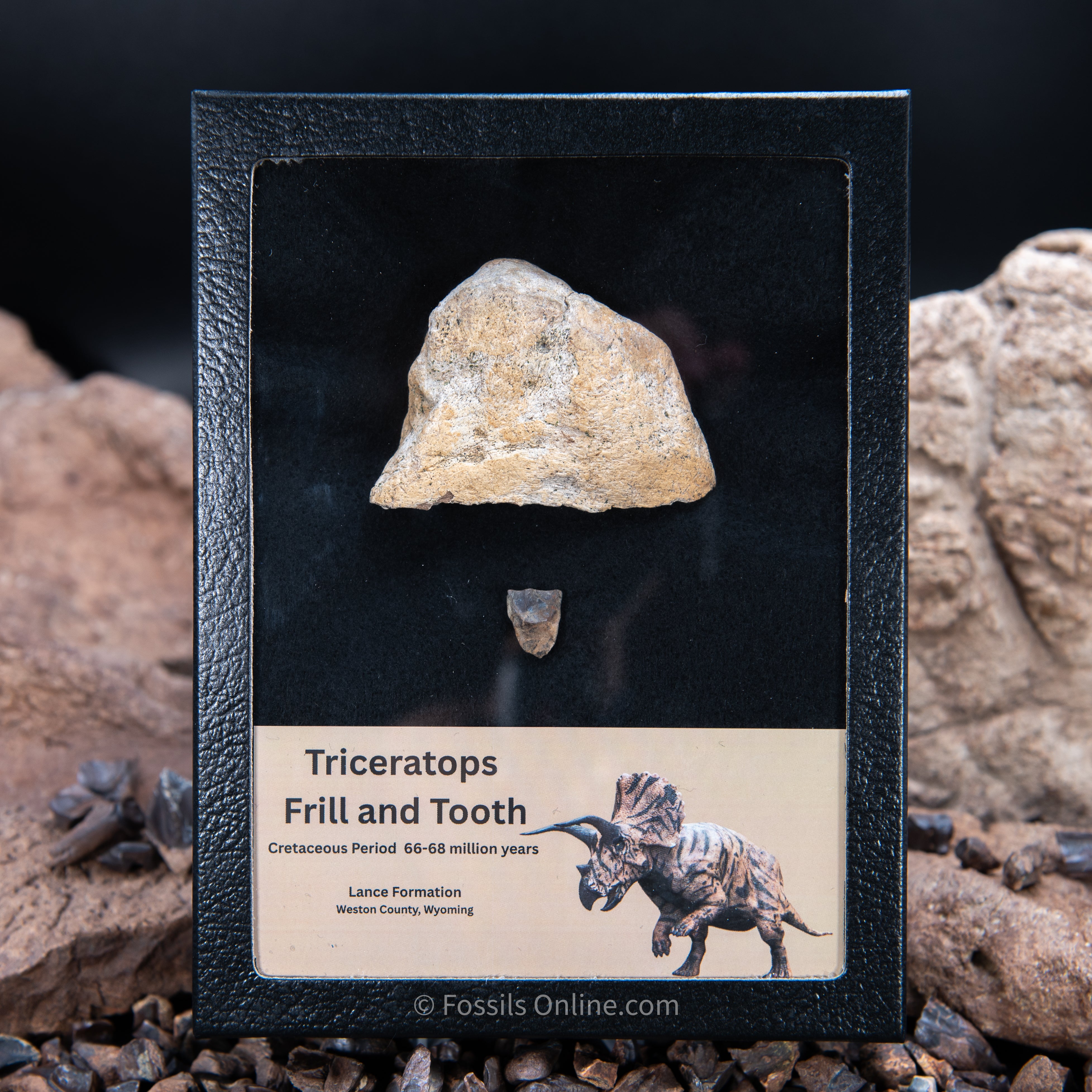 Triceratops Tooth and Frill Section in LG Display Case