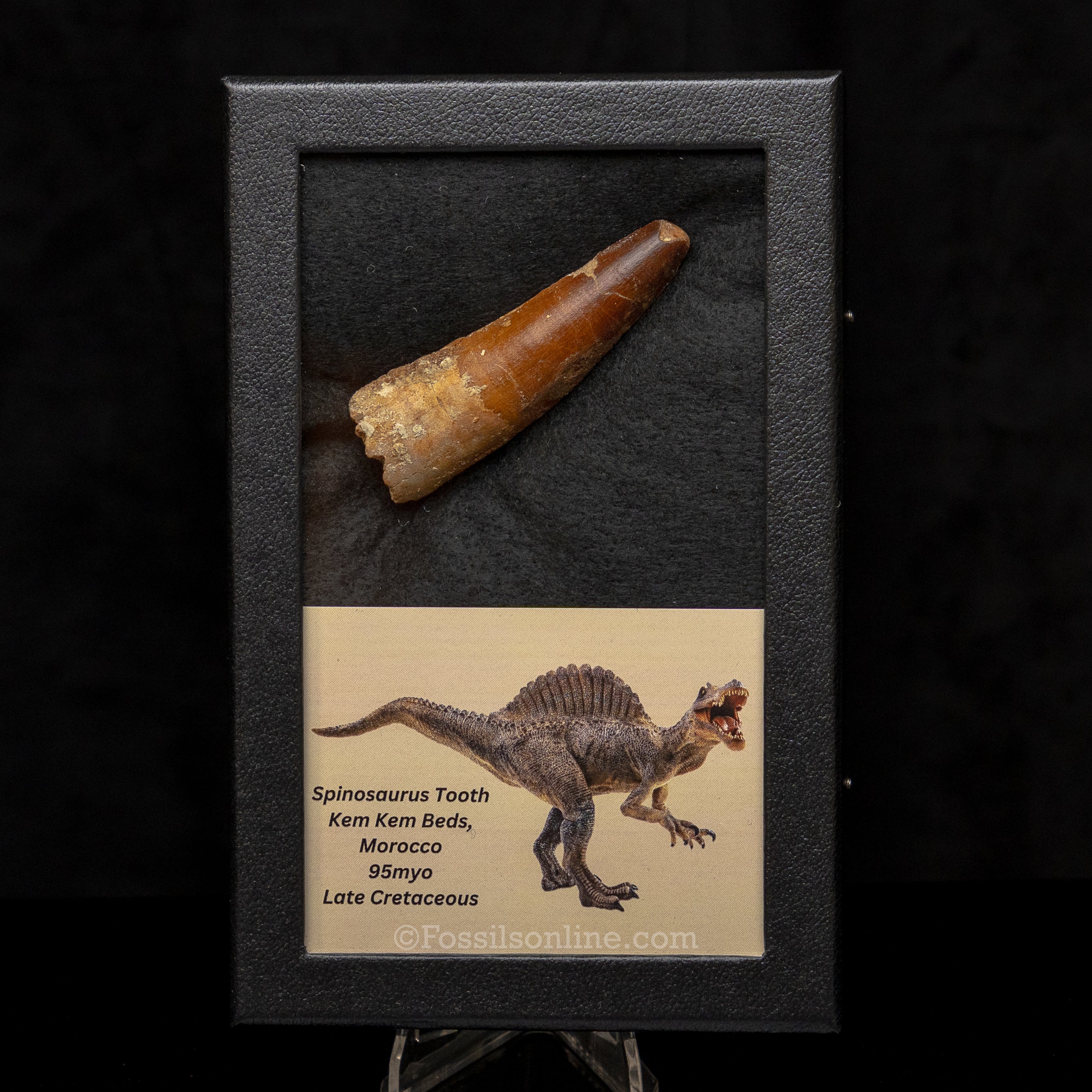 Spinosaurus Dinosaur Tooth Lg Case
