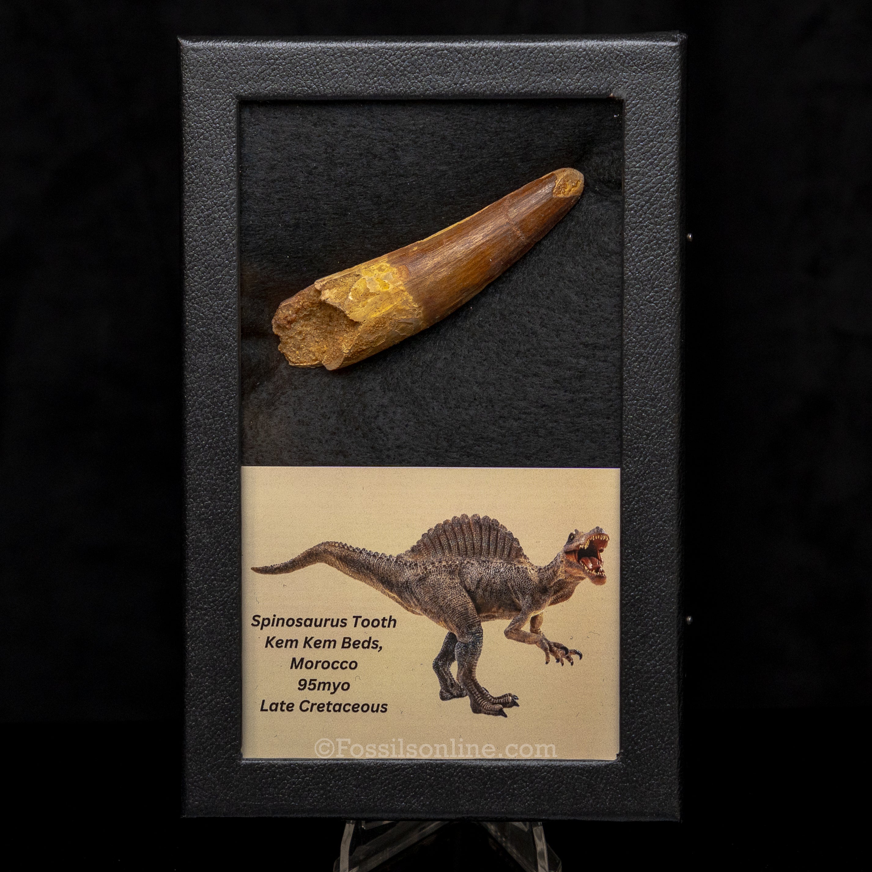Spinosaurus Dinosaur Tooth Lg Case