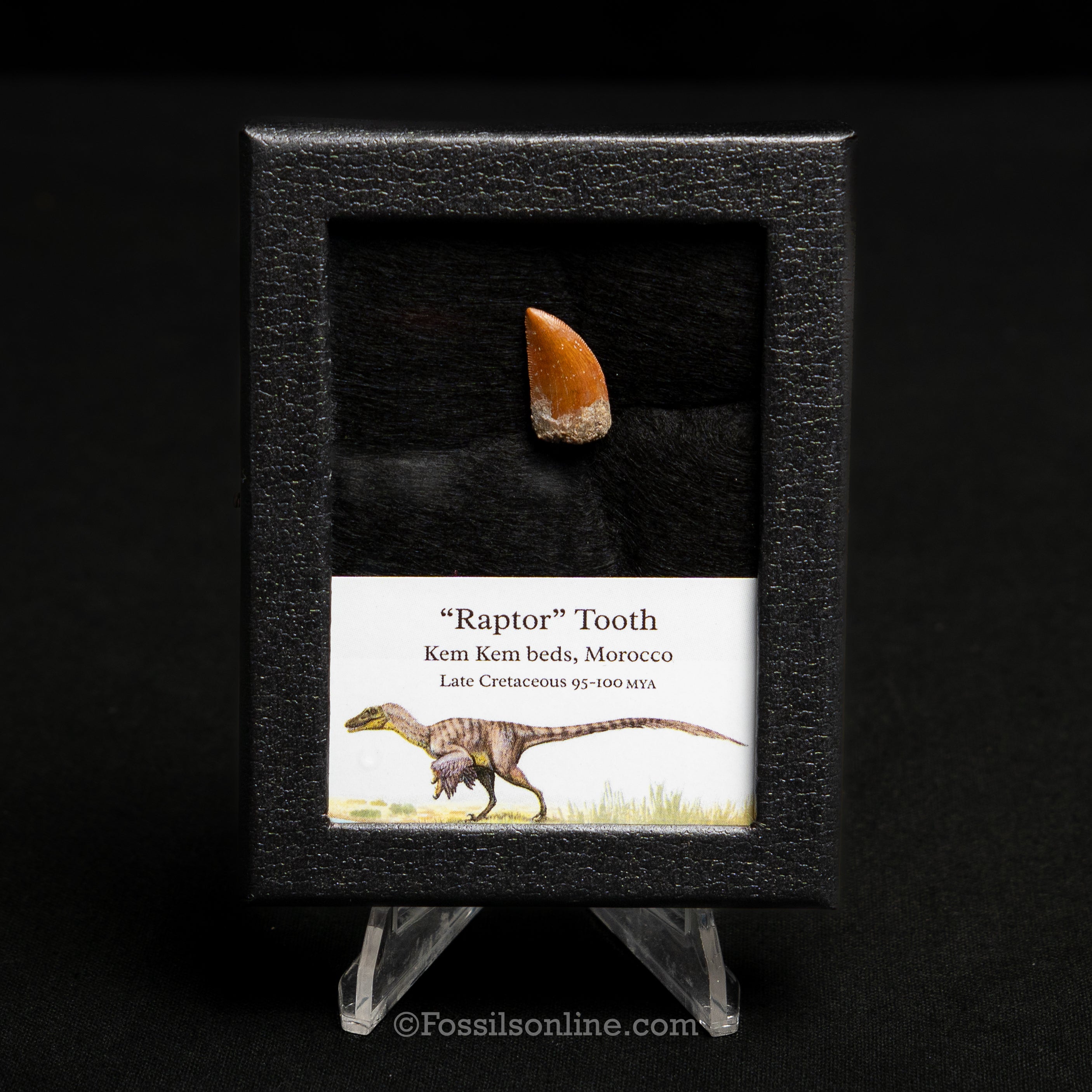 Choice Theropod Dinosaur Tooth "Raptor" in a sm display case
